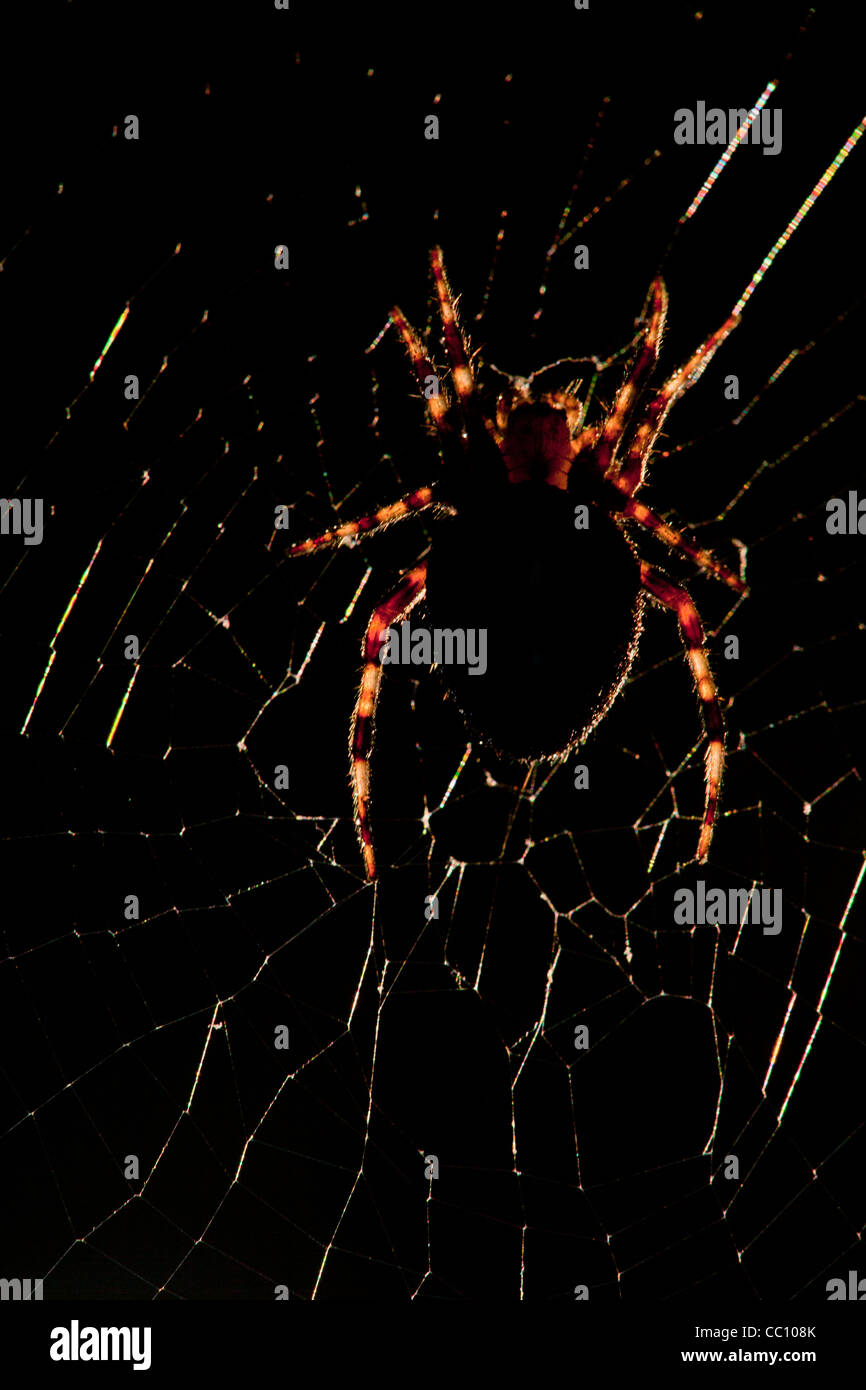 Araña en una web Foto de stock