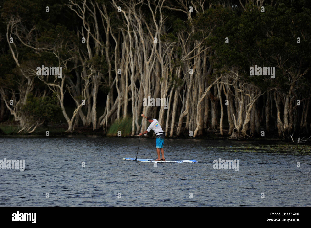 Un hombre remos un paddle board en un lago de agua dulce con Paperbark bosque detrás. Foto de stock
