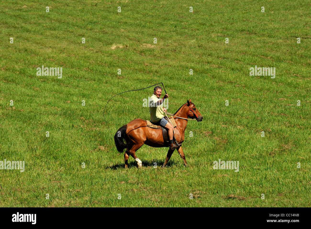Un hombre entrena un caballo familiaridad con un látigo de stock en Australia Foto de stock
