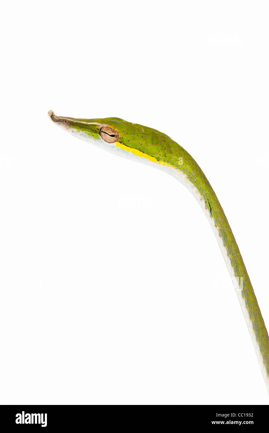 Ahaetulla nasuta . Menores serpiente vid verde sobre fondo blanco. Foto de stock