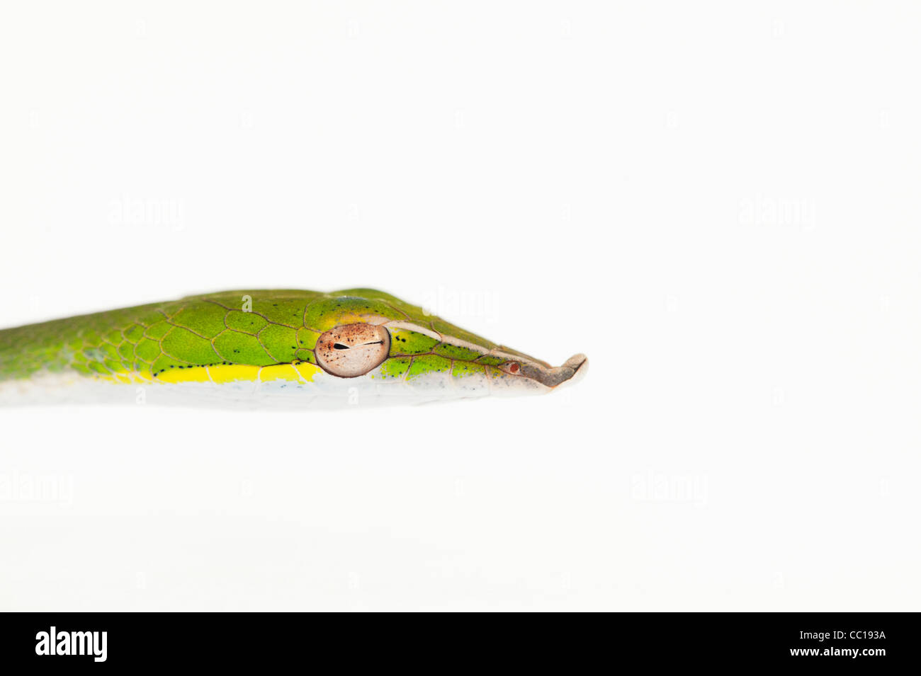 Ahaetulla nasuta . Menores serpiente vid verde sobre fondo blanco. Foto de stock