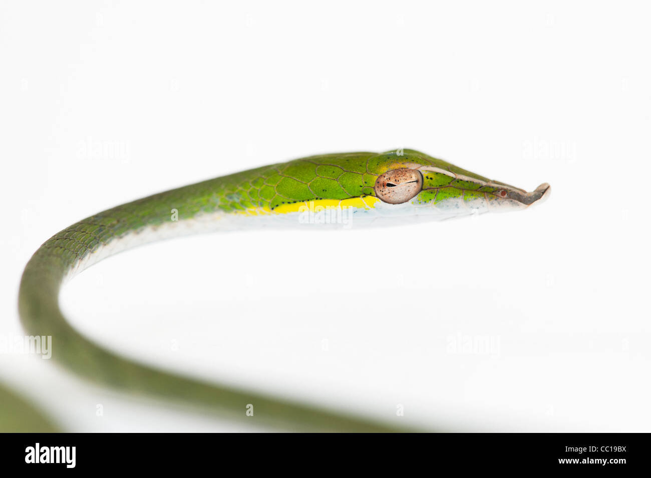 Ahaetulla nasuta . Menores serpiente vid verde sobre fondo blanco. Foto de stock