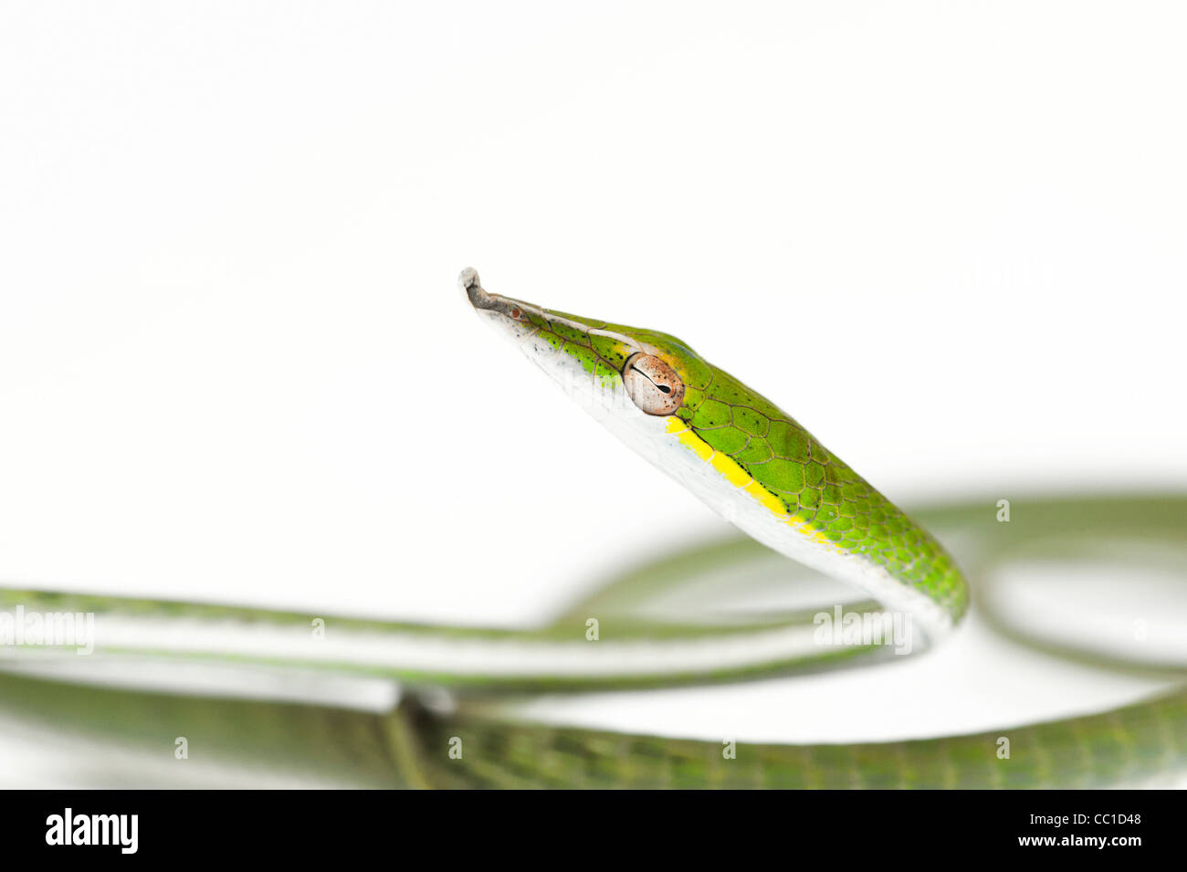 Ahaetulla nasuta . Menores serpiente vid verde sobre fondo blanco. Foto de stock