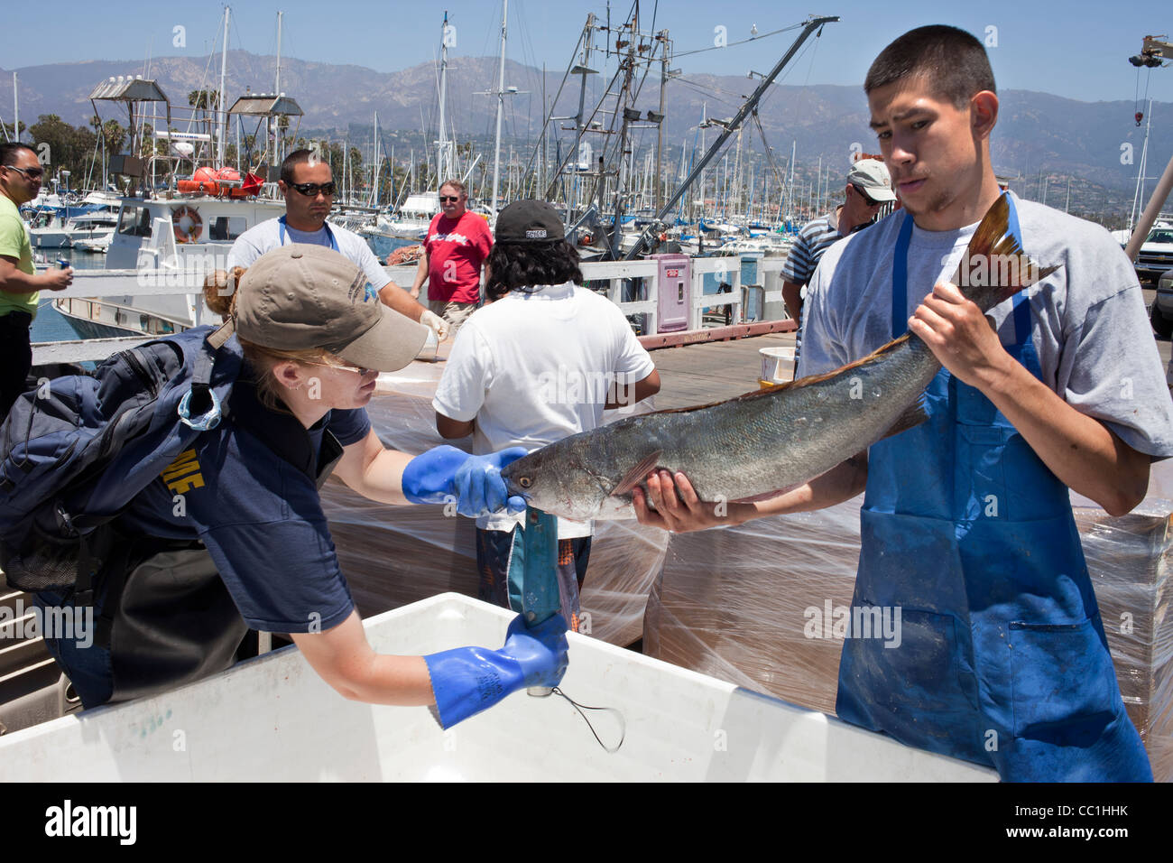 Análisis científico Lubina Blanco aterrizó en el puerto de Santa Barbara como parte del programa de cría de mejora de recursos oceánicos. Foto de stock