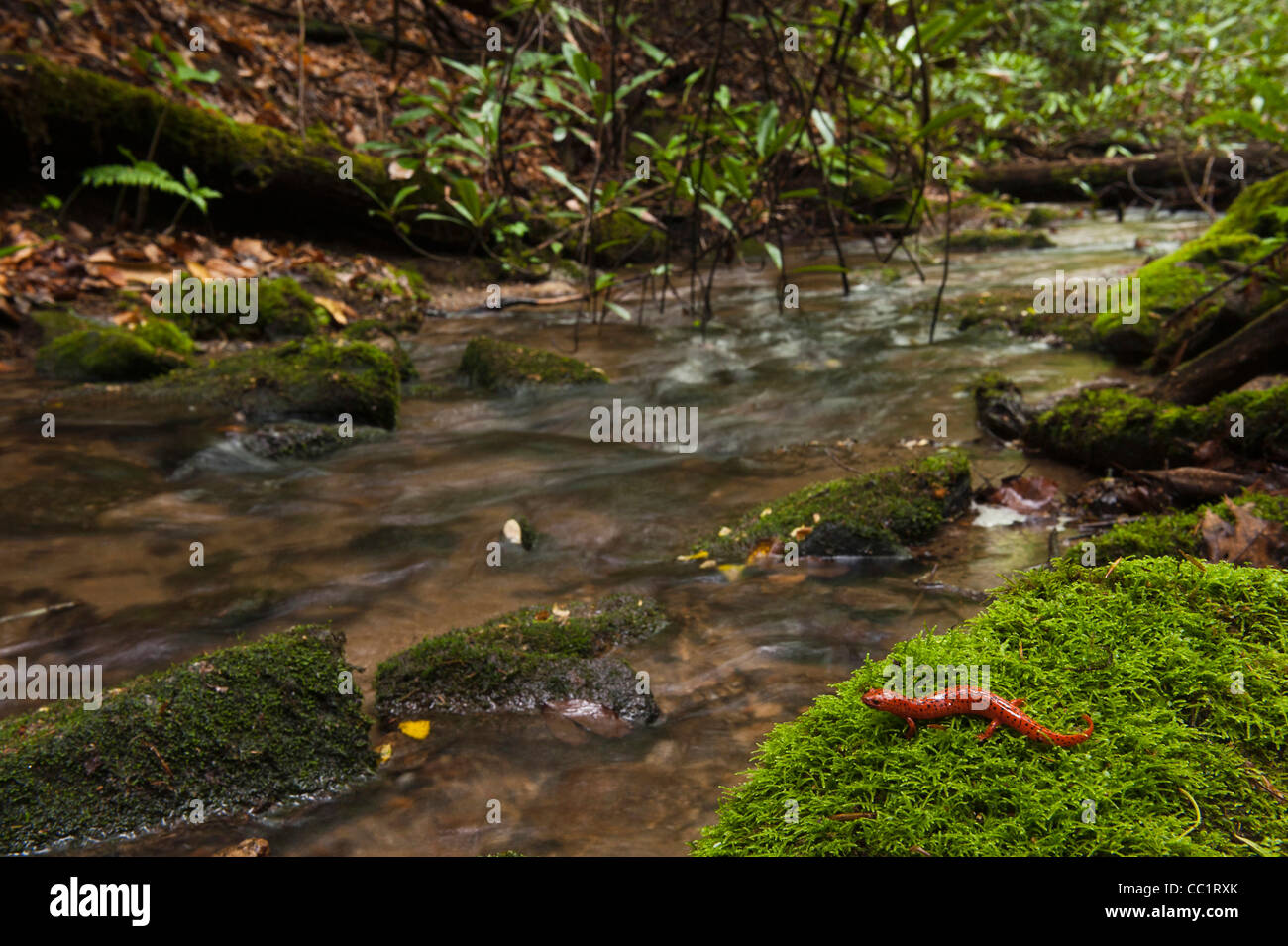 Salamandra rojo (PSE Udotriton ruber), cautivo. El norte de Georgia, EE.UU. Foto de stock