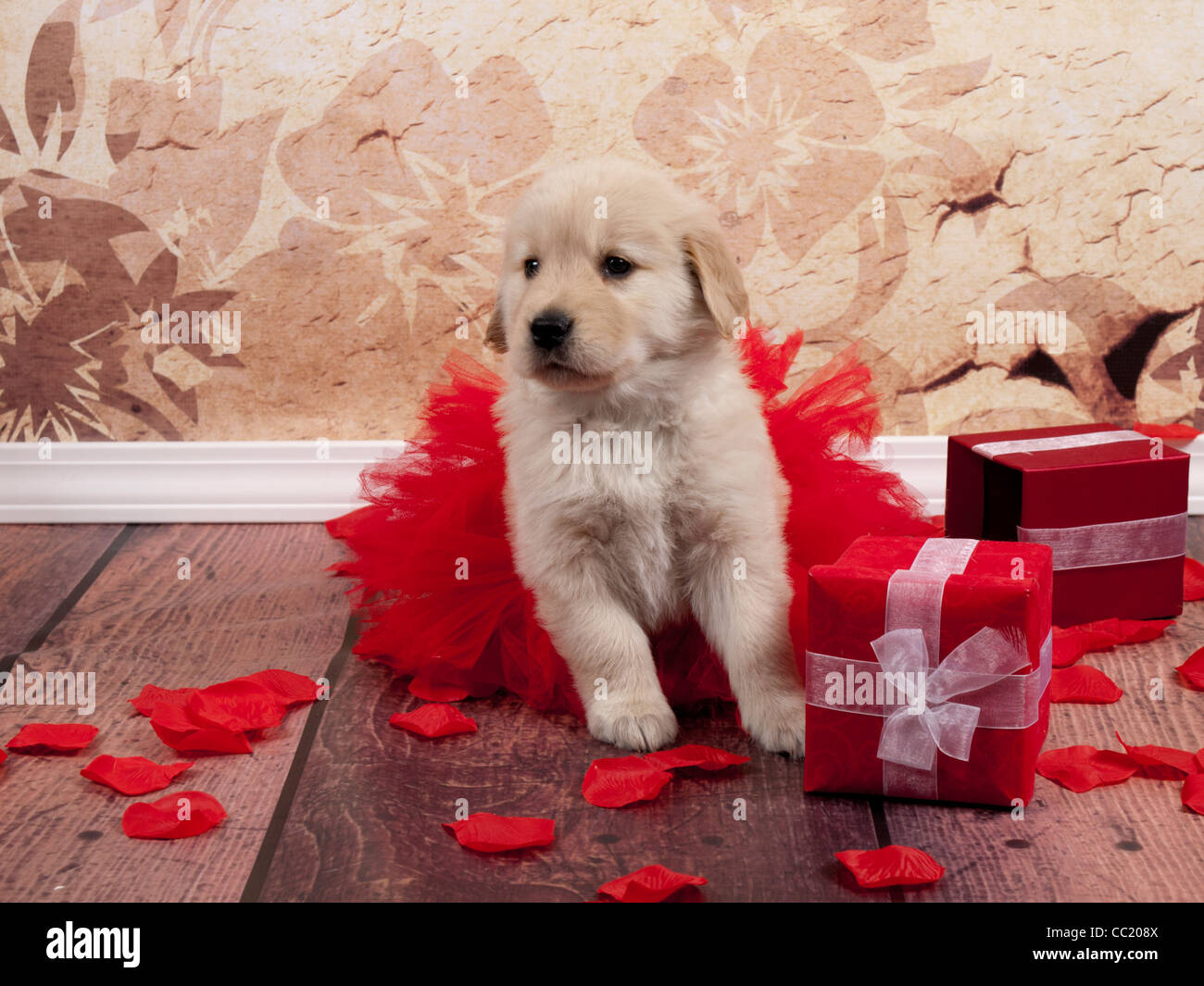 Cachorro Golden Retriever en rojo tutu rodeado por cajas de regalo roja y  pétalos de rosa Fotografía de stock - Alamy
