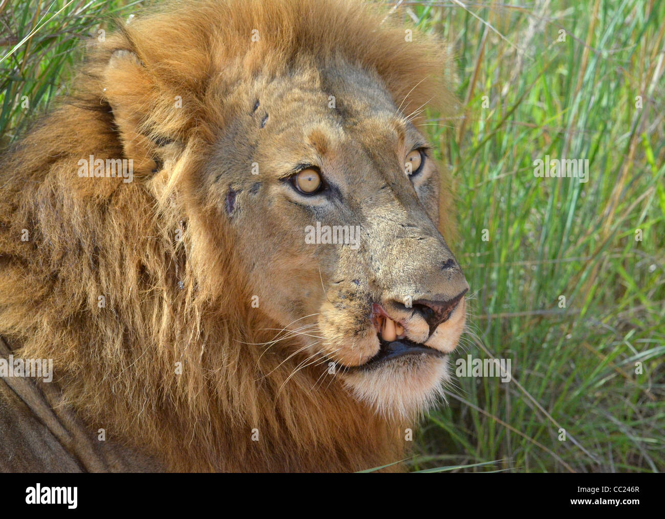 El Parque Nacional Kruger en Sudáfrica es famosa en todo el mundo para hacer-él-usted mismo juego de visualización a precios asequibles. León macho enojado. Foto de stock