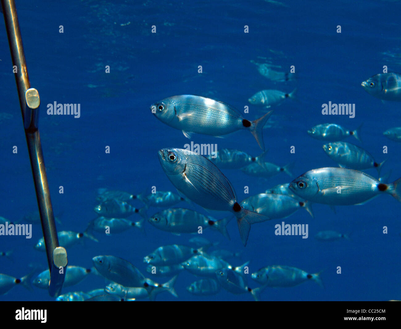 Escuela de peces en el Mediterráneo Foto de stock