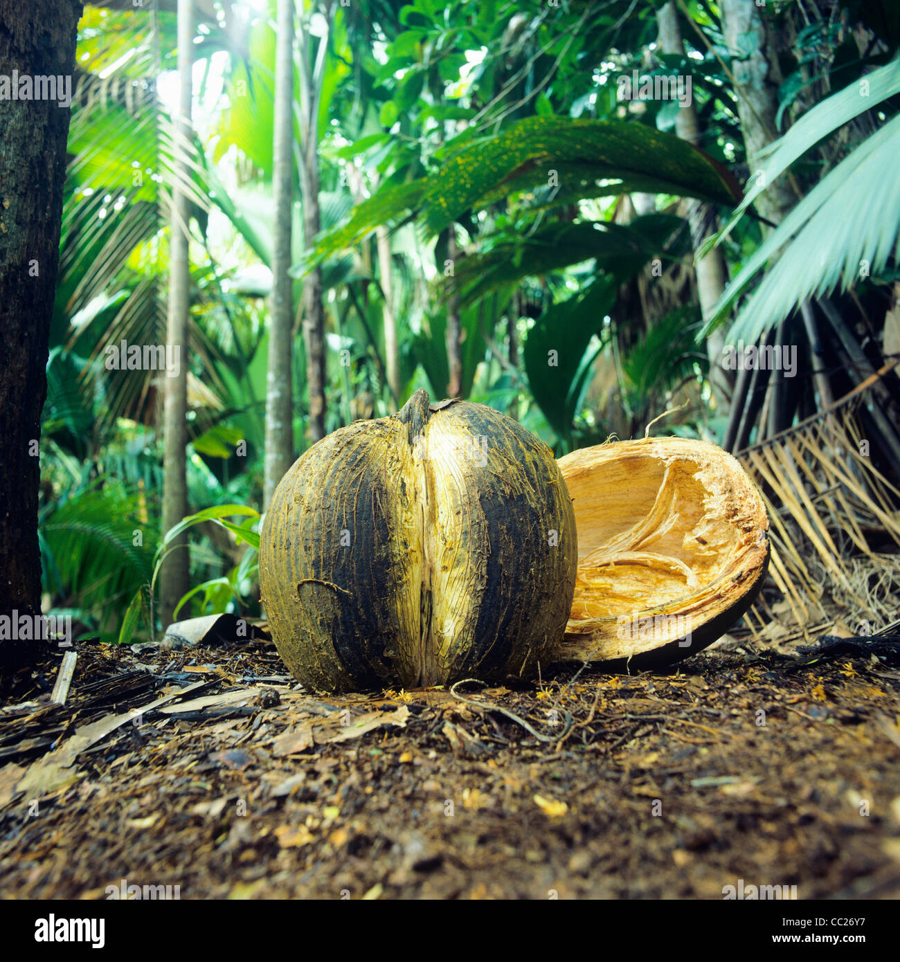 Coco de Mer, la tuerca, la Vallée de Mai, reserva natural Park, la isla de Praslin, Seychelles