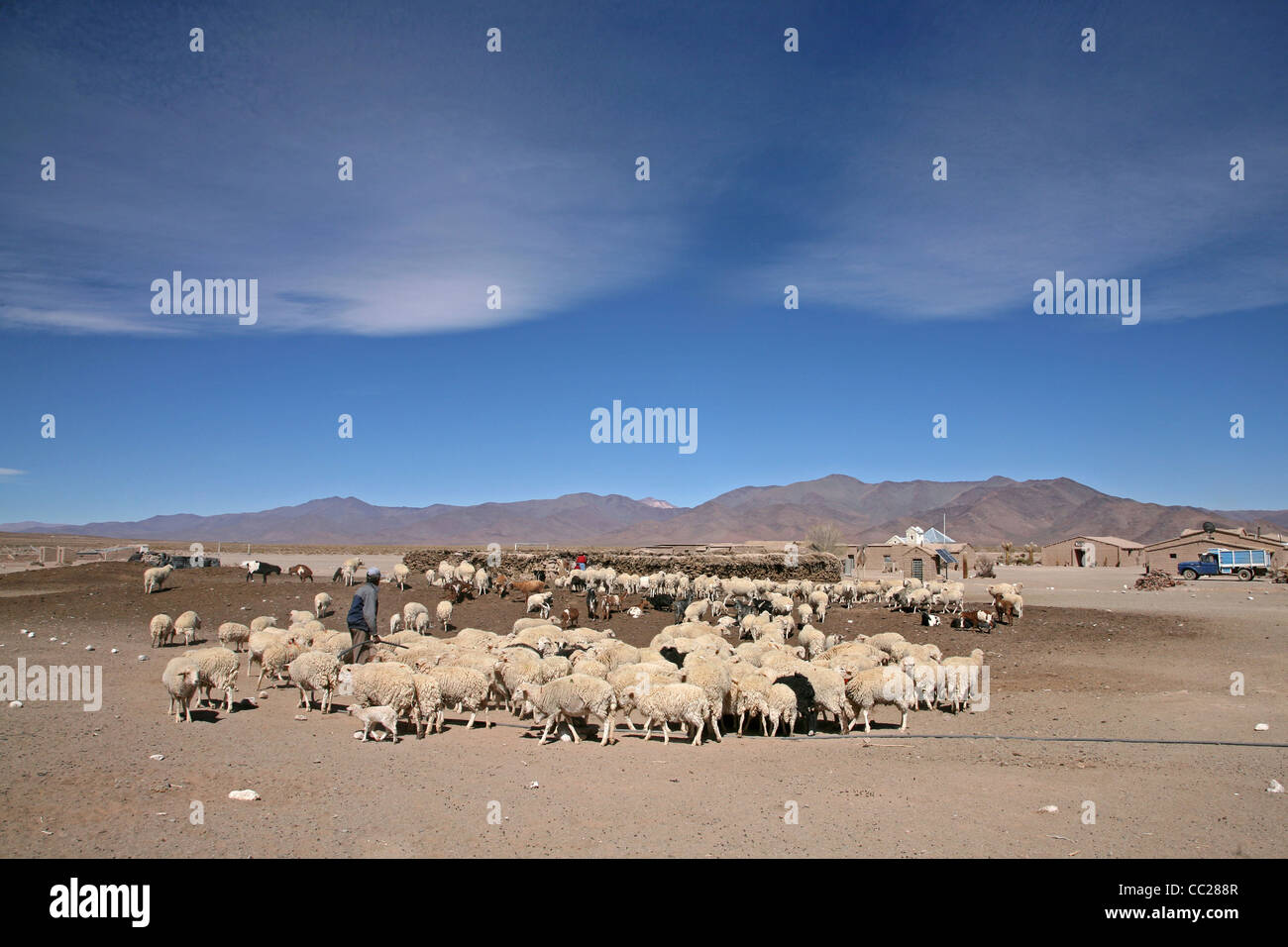 La granja y el rebaño de ovejas en el Altiplano aisladas en Argentina Foto de stock