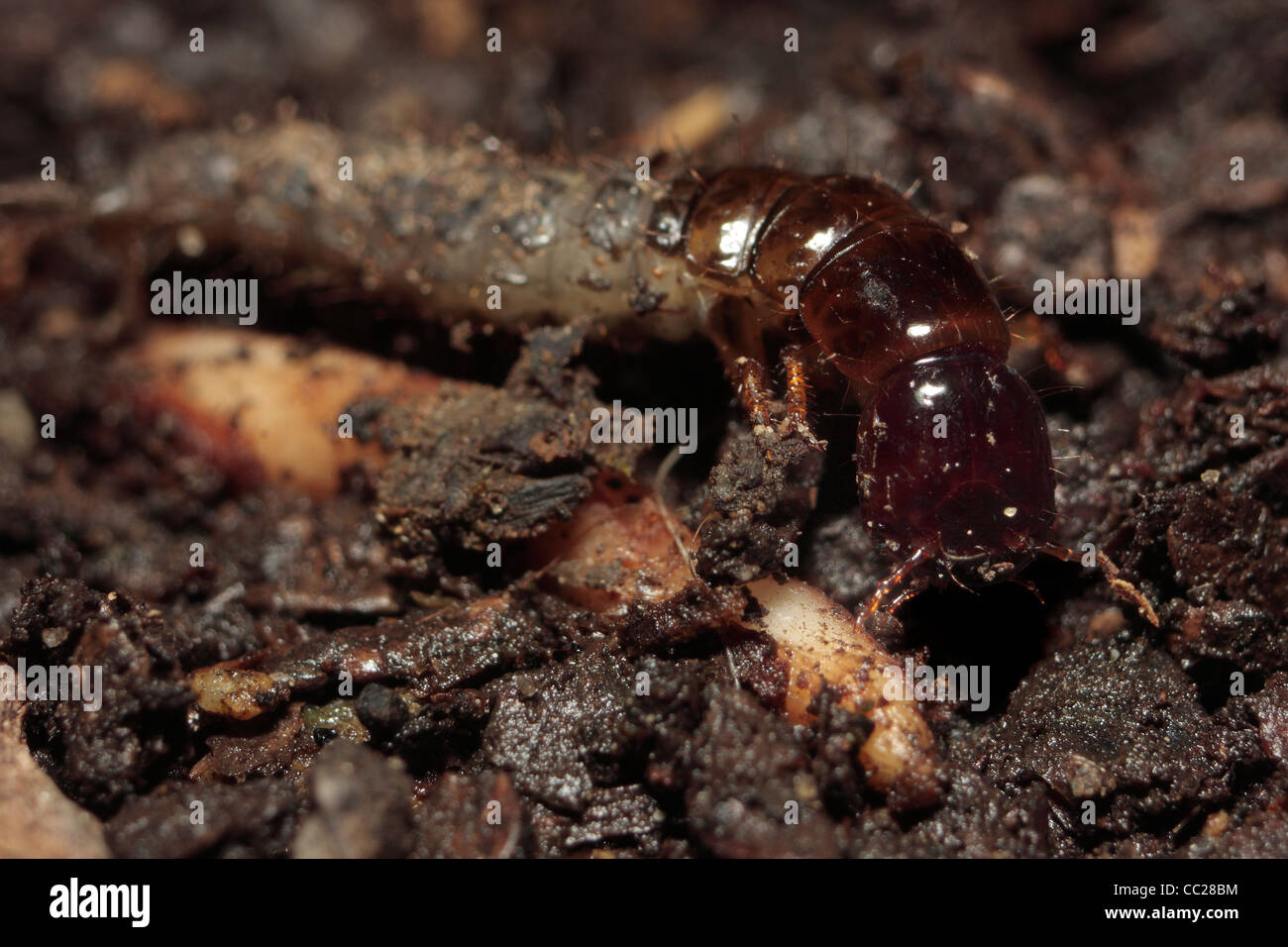 Las larvas de escarabajos de tierra Foto de stock