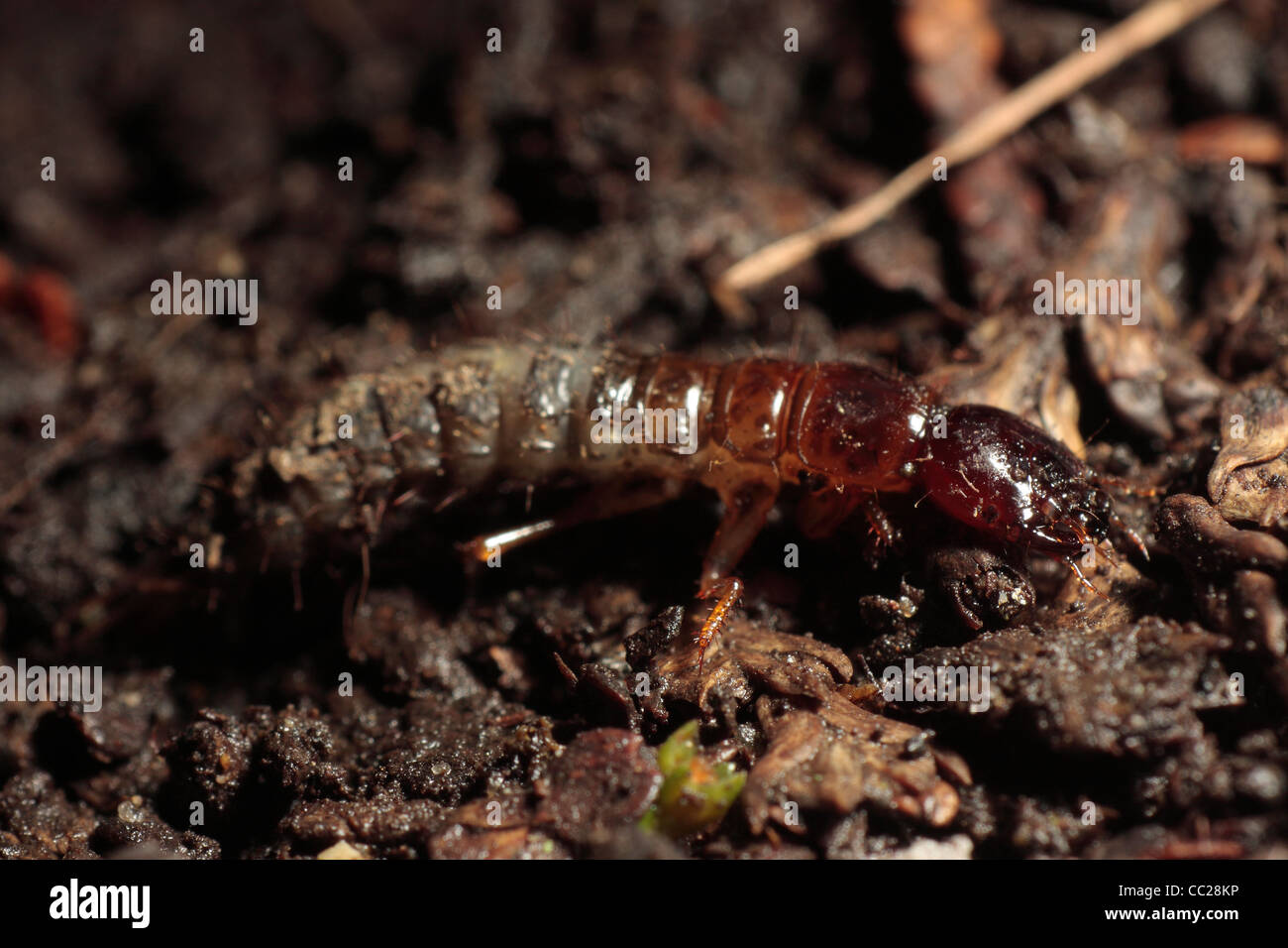 Las larvas de escarabajos de tierra Foto de stock