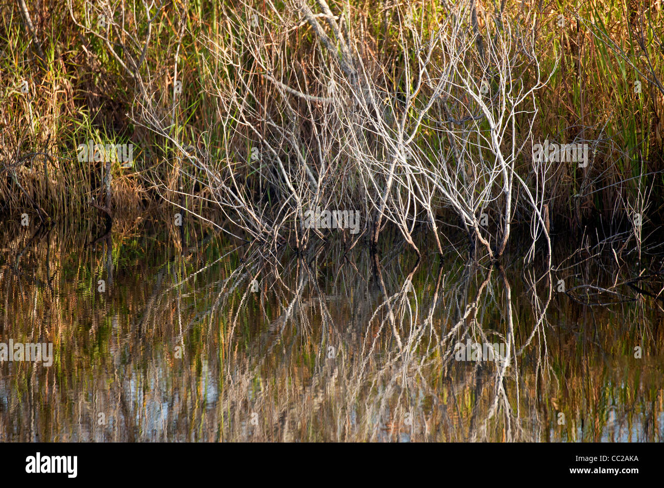La vegetación típica a lo largo del sendero Anhinga reflejada en el agua, el Parque Nacional Everglades de Florida, EE.UU. Foto de stock