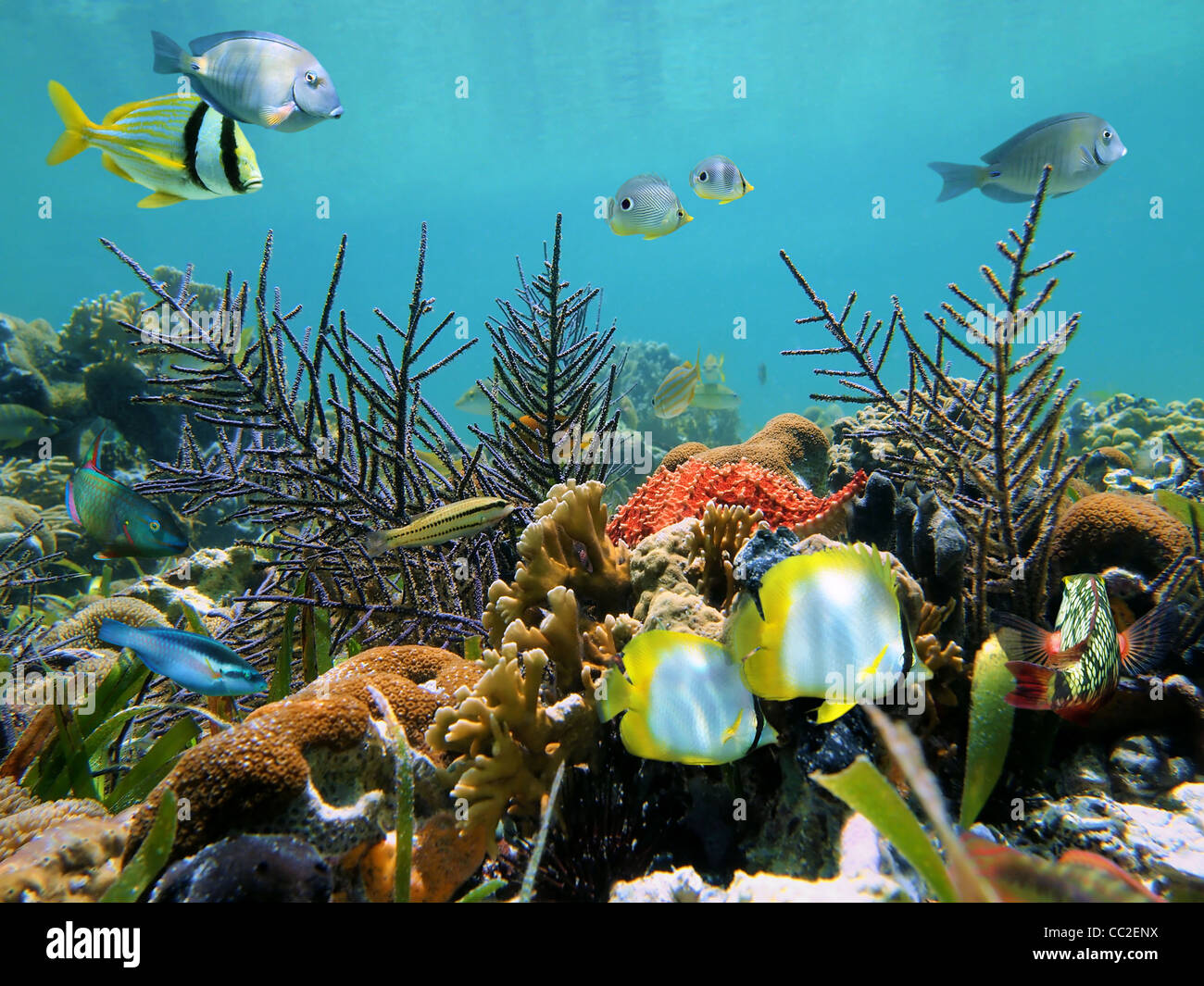 Colorido fondo marino con corales y peces tropicales en el mar Caribe Foto de stock