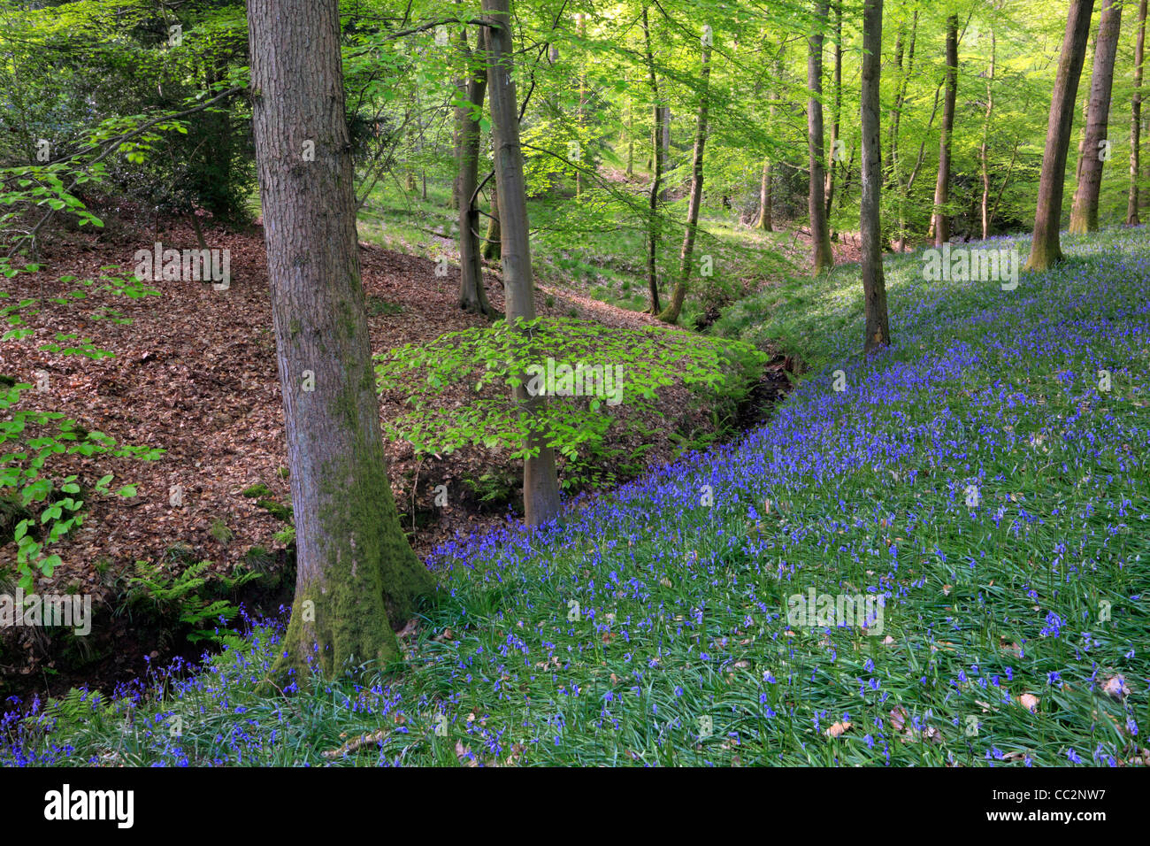 Alfombra clásica de inglés las campánulas azules en el camino entre Soudley y Blakeney en el Bosque de Dean, Gloucestershire, Reino Unido Foto de stock