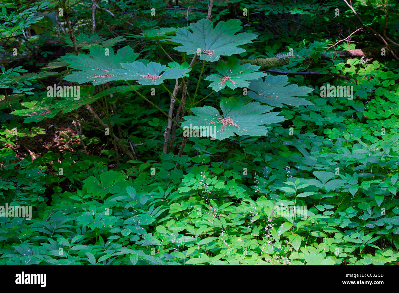 Plantas forestales en la cuenca de Bull Run cerca del Monte Hood, en Oregon. Foto de stock