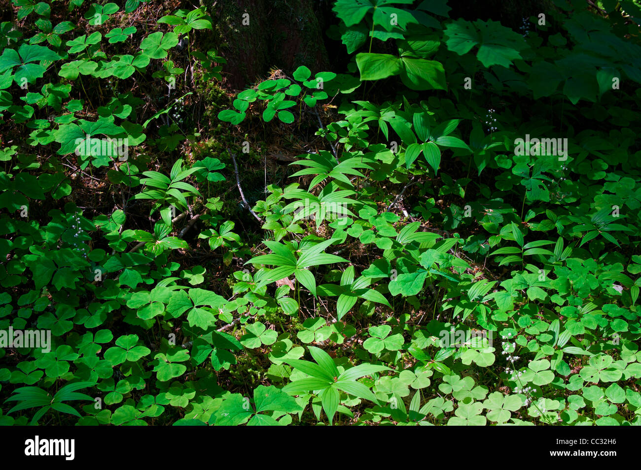 Plantas forestales en la cuenca de Bull Run cerca del Monte Hood, en Oregon. Foto de stock