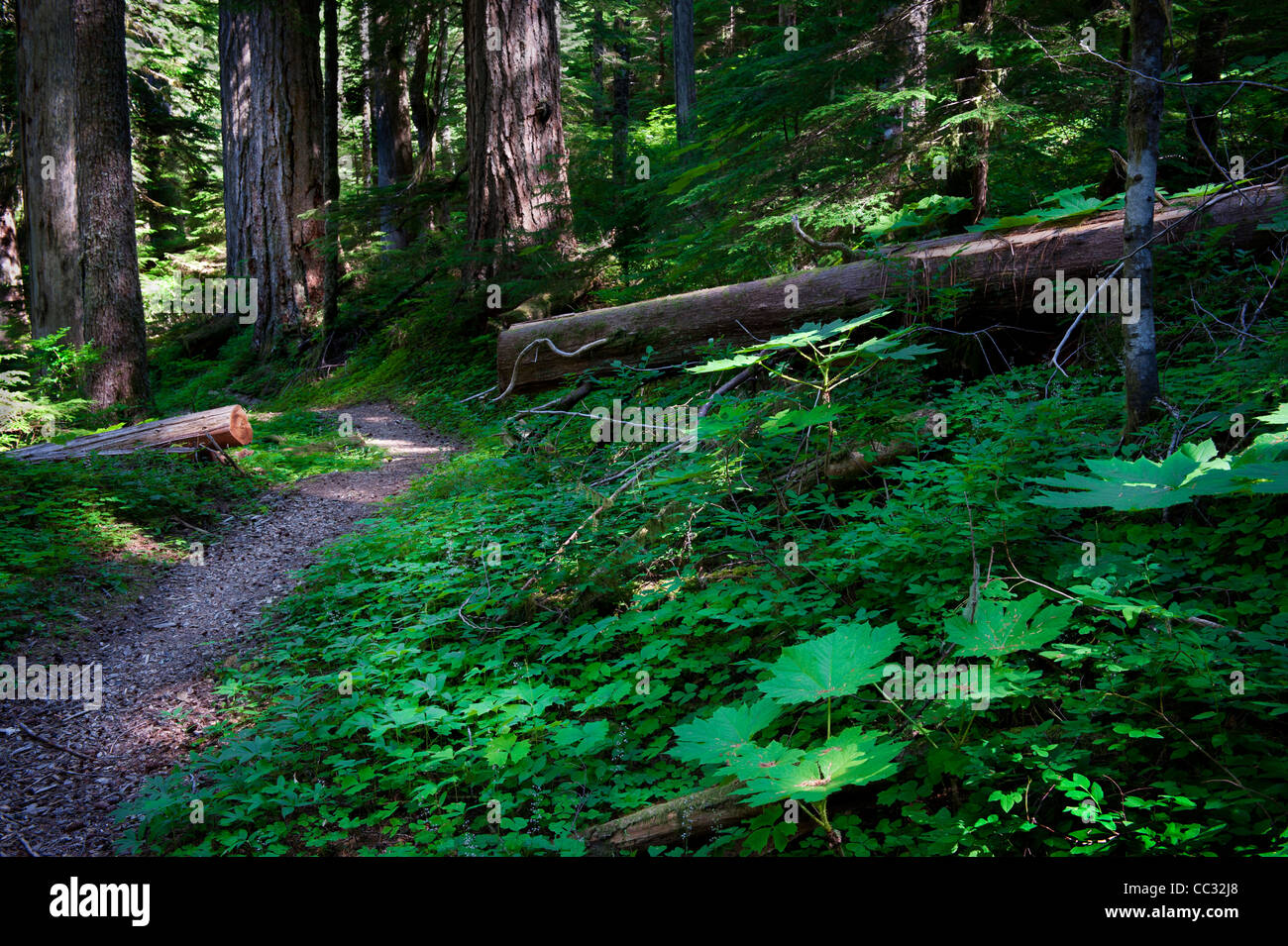 Ruta y plantas forestales en la cuenca de Bull Run cerca del Monte Hood, en Oregon. Foto de stock
