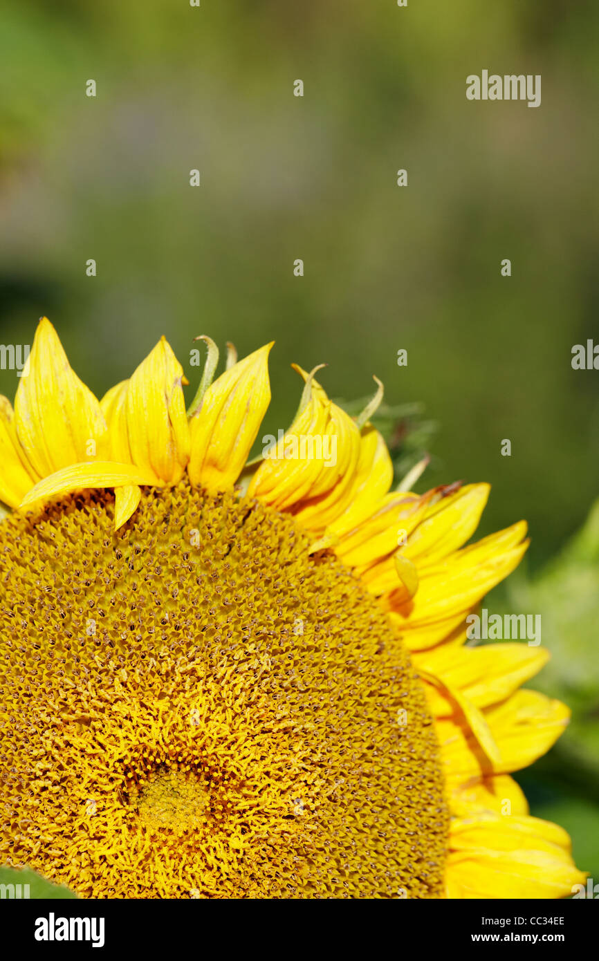 Girasol de cerca. Nombre cientifico: Helianthus annuus Fotografía de stock  - Alamy