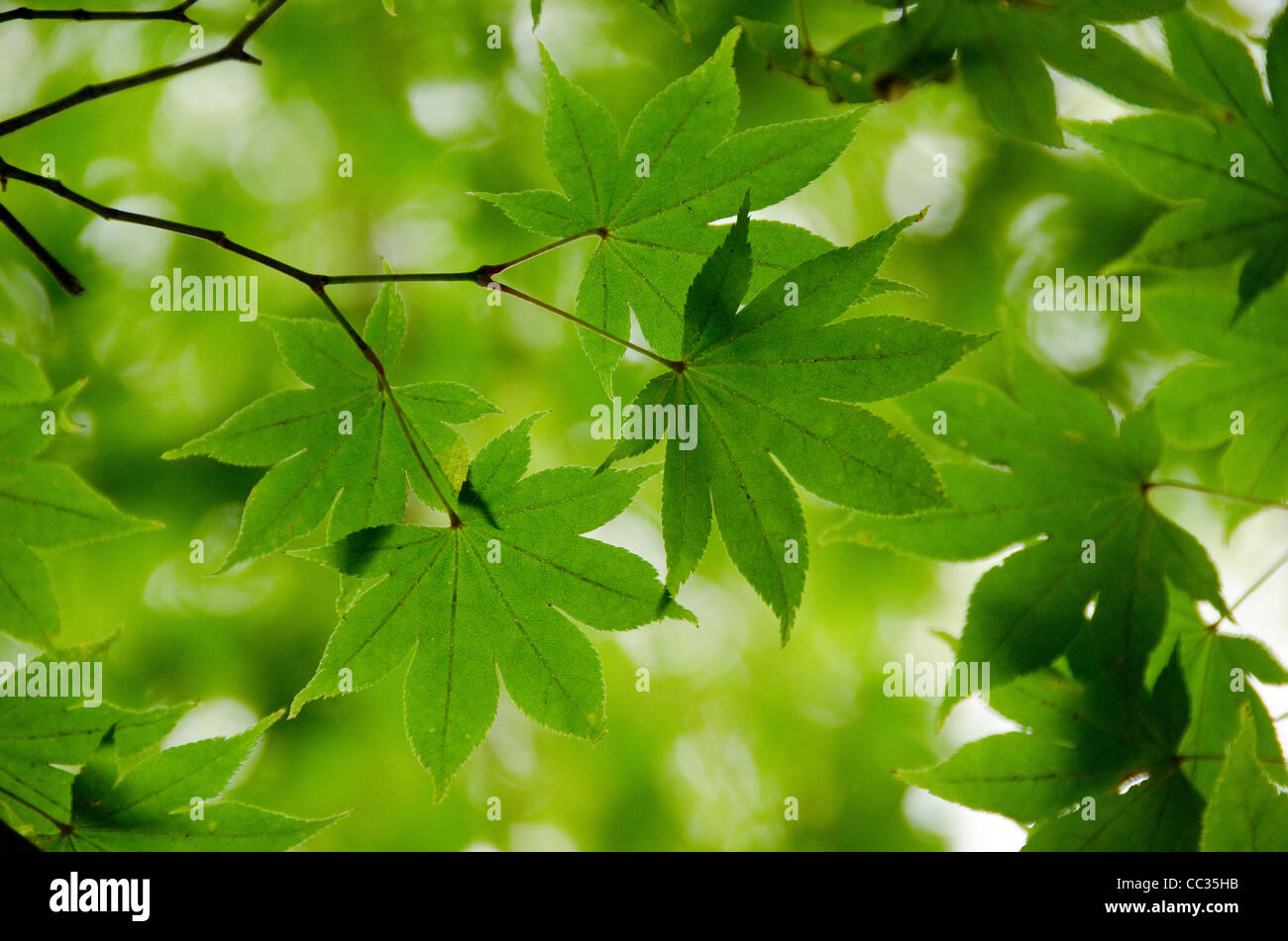 Una rama de verdes hojas de arce como estructura de fondo Foto de stock