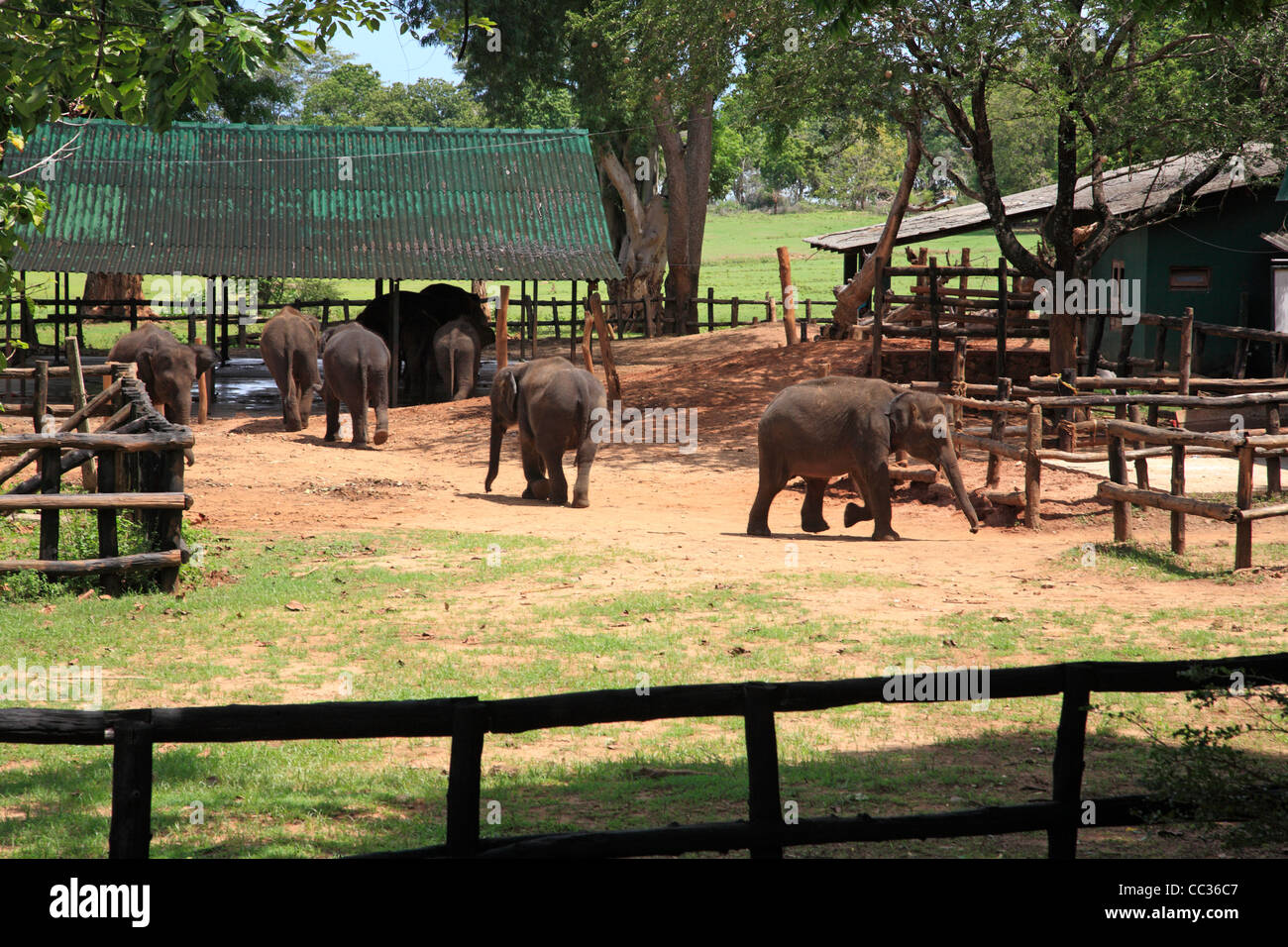 La hora de la comida en el Orfanato de Elefantes Uda Walwe Parque Nacional de Sri Lanka Asia Foto de stock