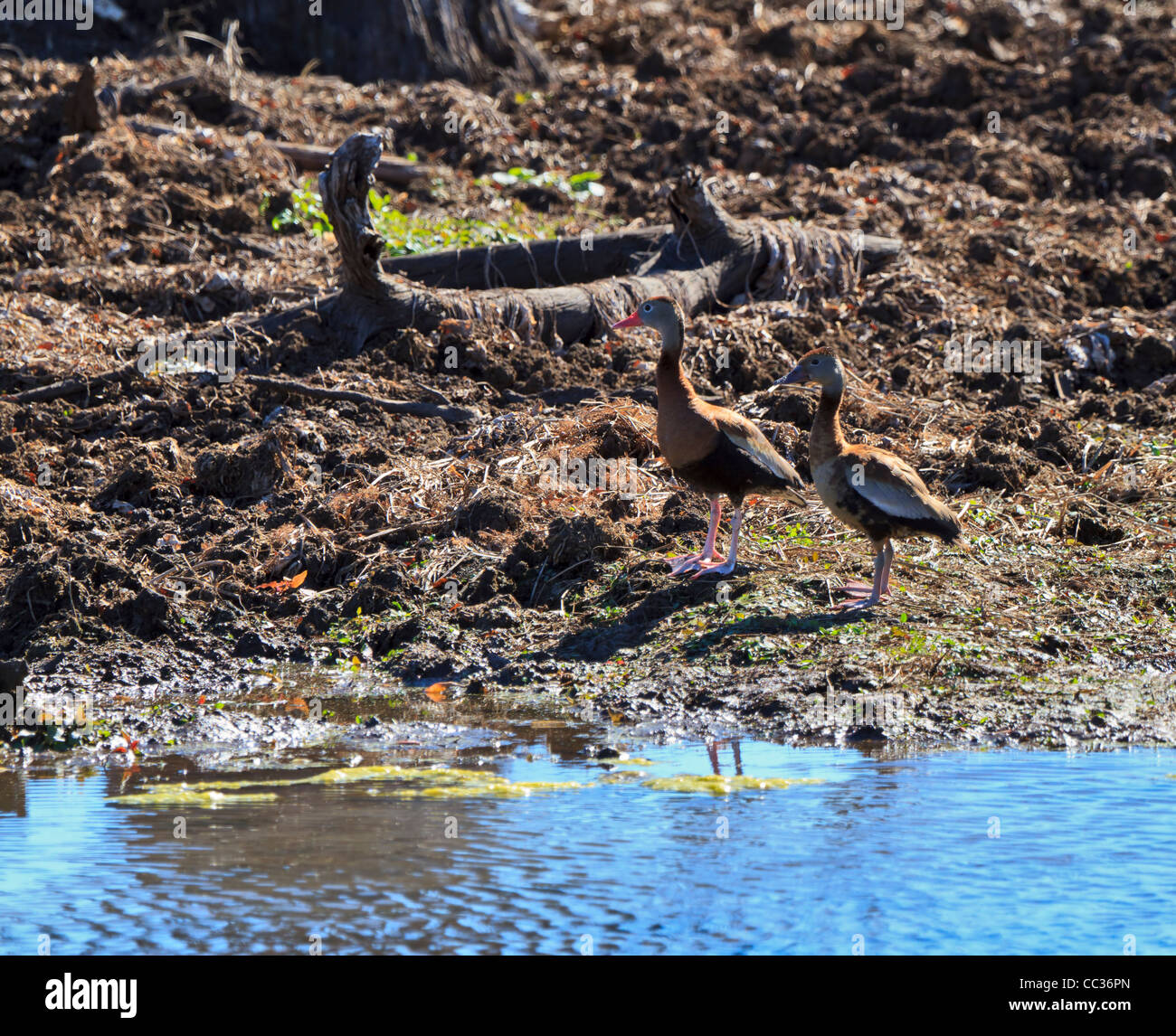 Un par de negro-curva silbido patos, Dendrocygna autumnalis, en brazos Bend State Park Foto de stock