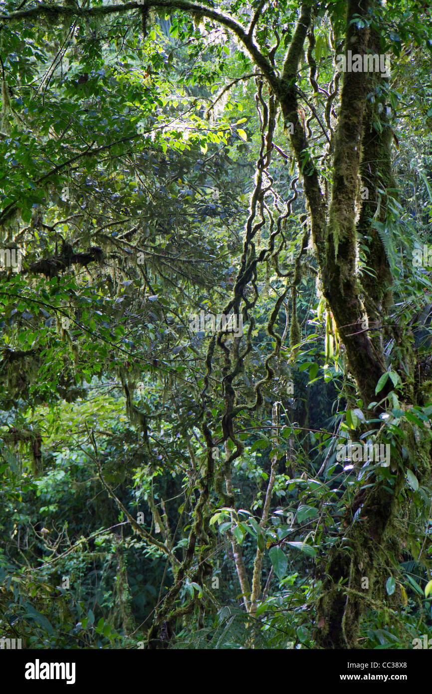 Selva tropical en el mañana. Foto de stock