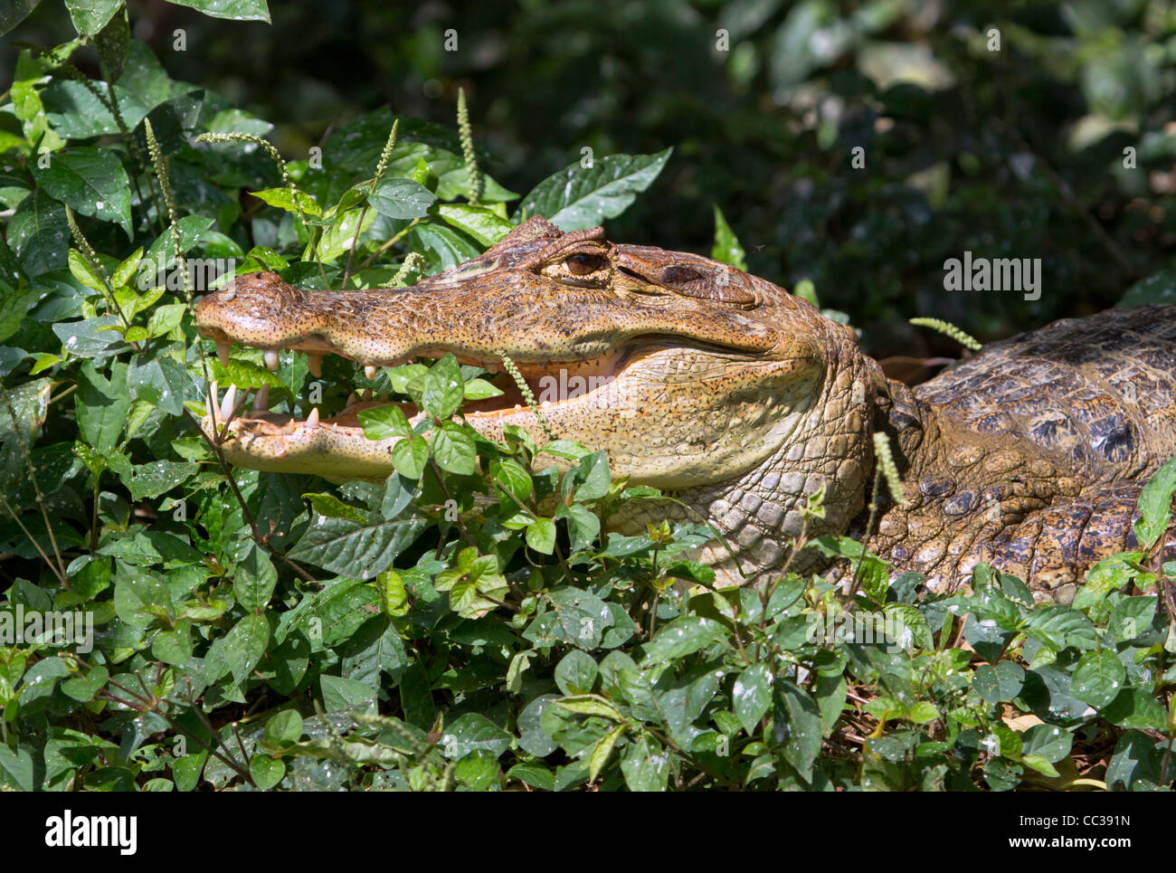 Babas (Caiman crocodilus) escondido en el pasto en Cano Negro Refugio Nacional de Costa Rica. Foto de stock