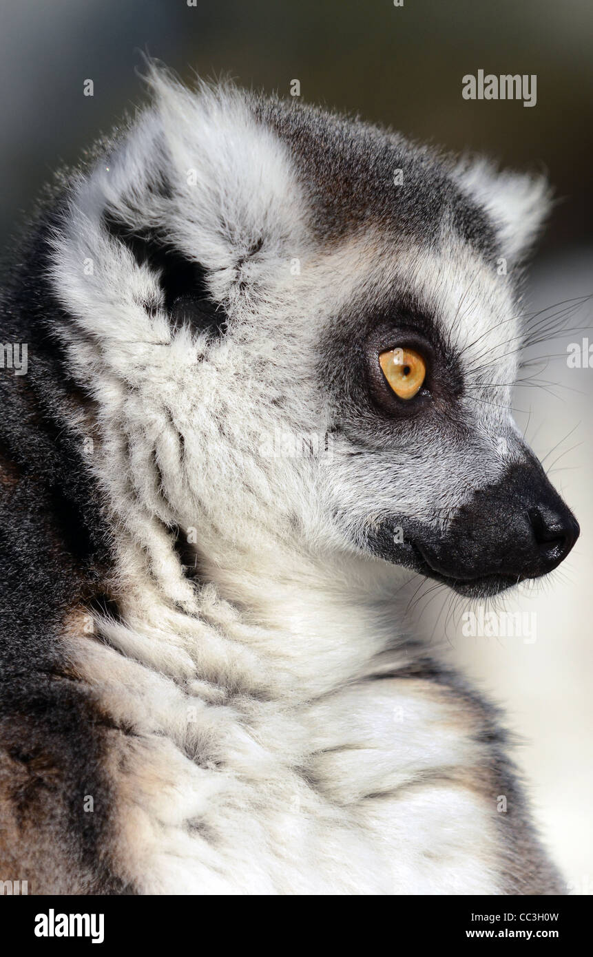 Ring Tailed Lemur retrato Foto de stock