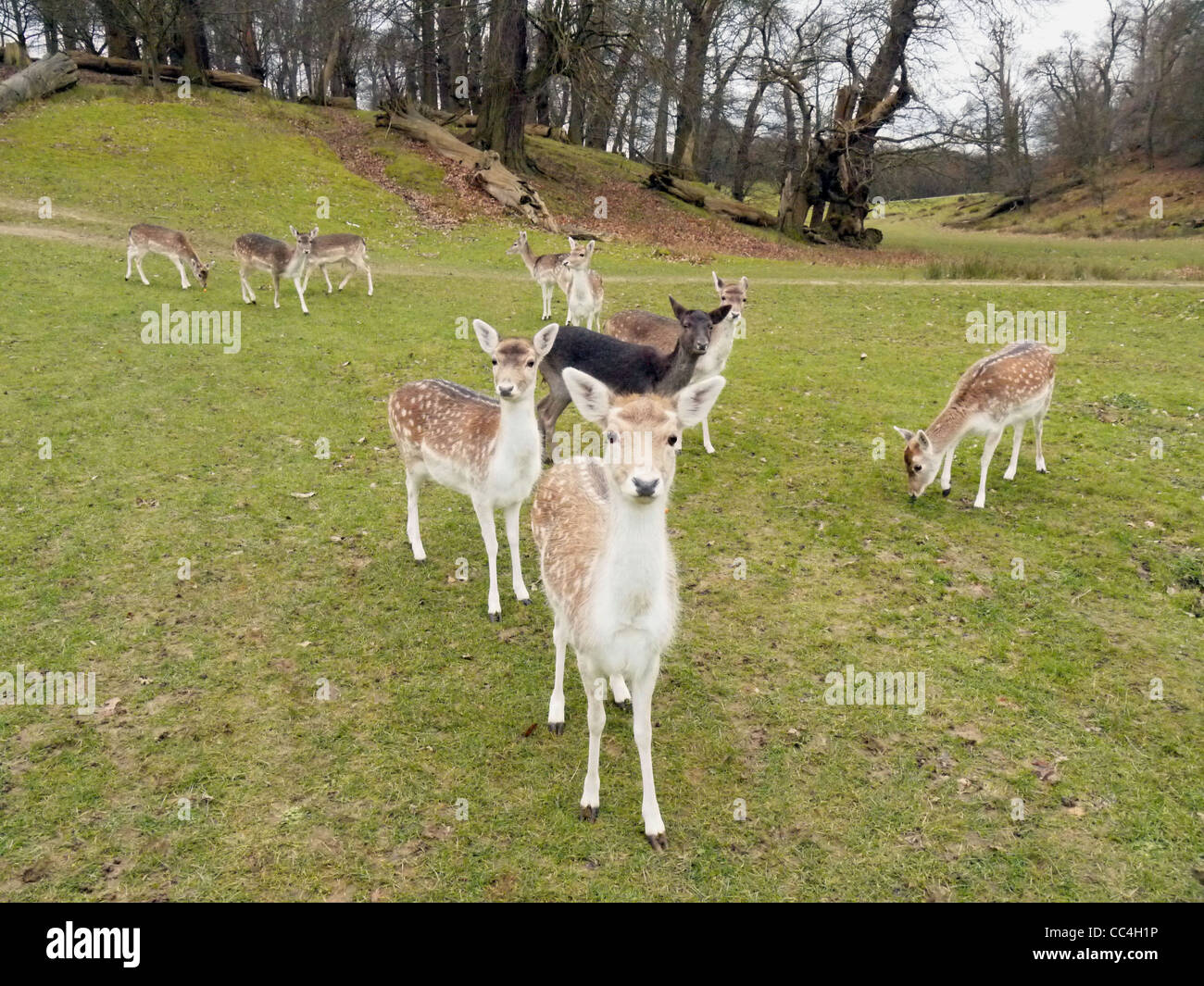 Imagen de un montón de ciervos domesticados en Knole Park en Sevenoaks Foto de stock