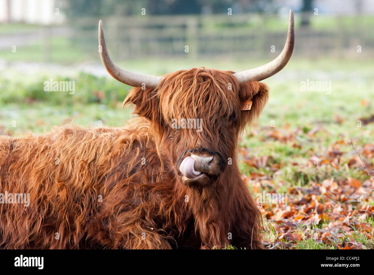 Highland Vaca lamer la nariz estrecha en frosty día de otoño Foto de stock