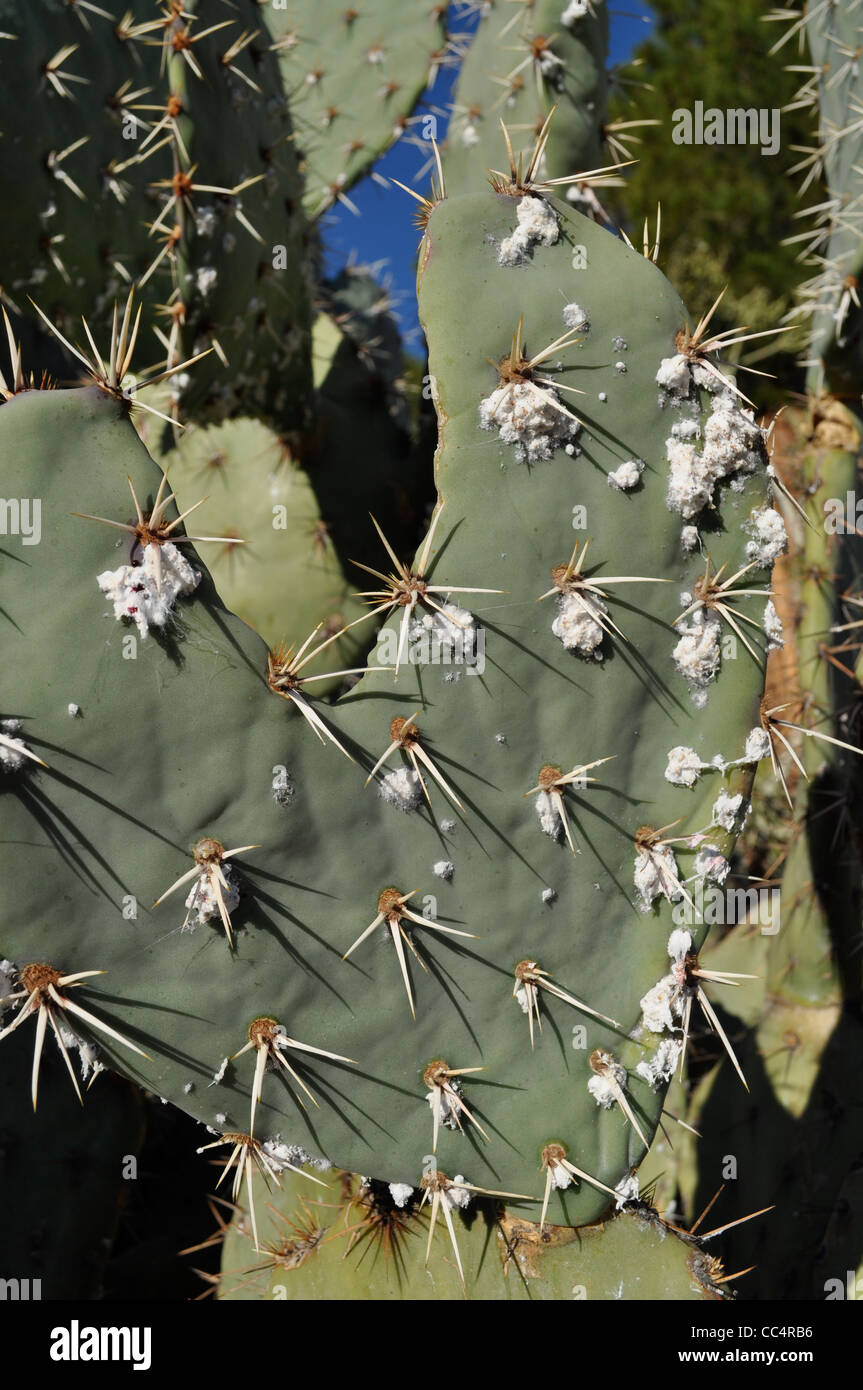Bug de cochinilla en hoja plana Nopal cactus, Palm Springs, California, EEUU. Foto de stock