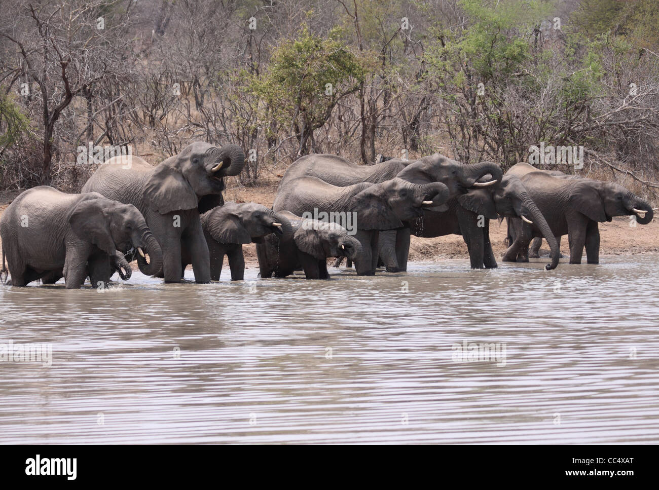 Manada de elefantes bebiendo en unísono Foto de stock