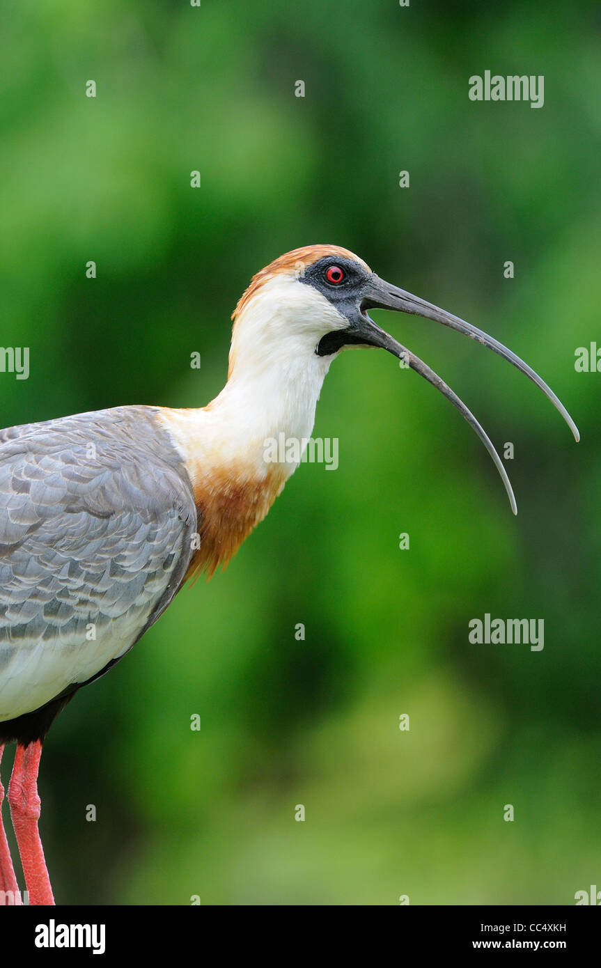 Buff-necked Ibis (Theristicus caudatus) adulto llamando, Rupununi, Guyana Foto de stock