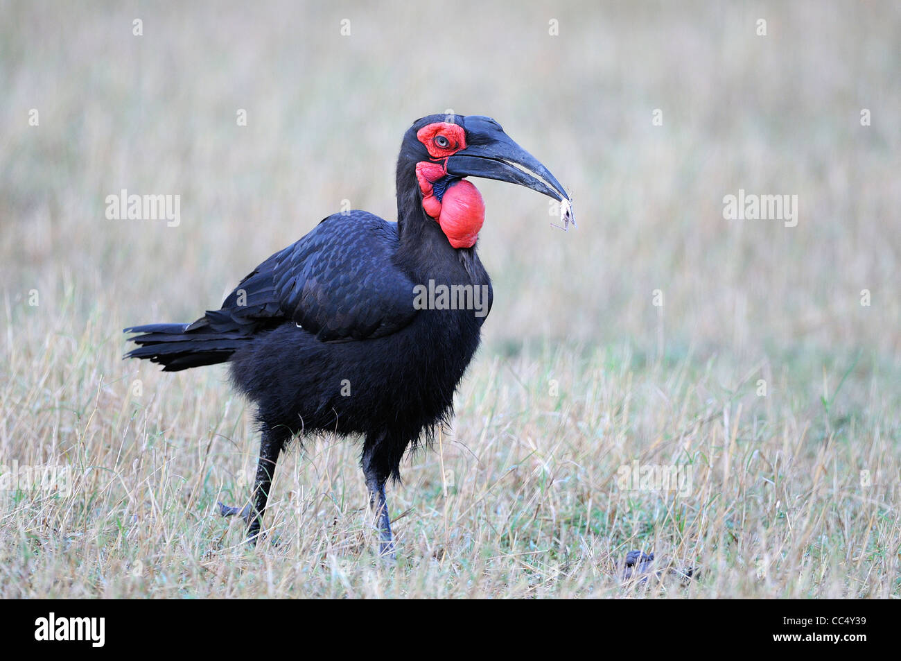 Tierra del Sur (Bucorvus leadbeateri Bucero) macho de comer saltamontes Masai Mara, Kenya Foto de stock