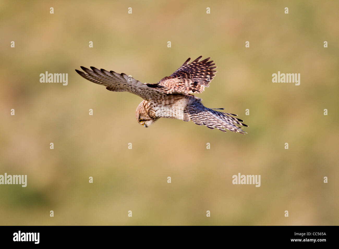 Cernícalo; Falco tinnunculus femeninos; flotando; Cornwall; UK Foto de stock