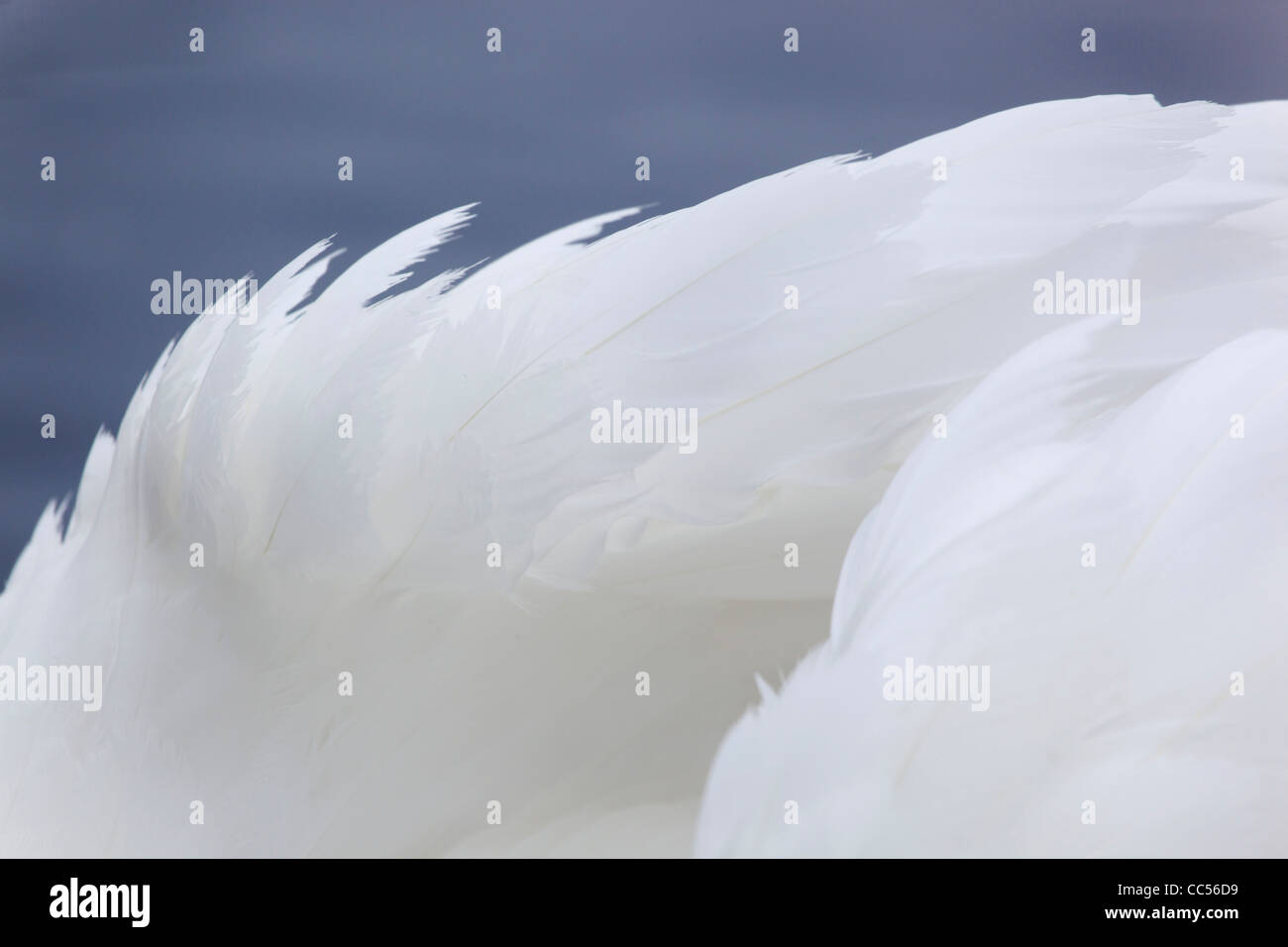 Cisne; Cygnus olor; Feather detalle; UK Foto de stock