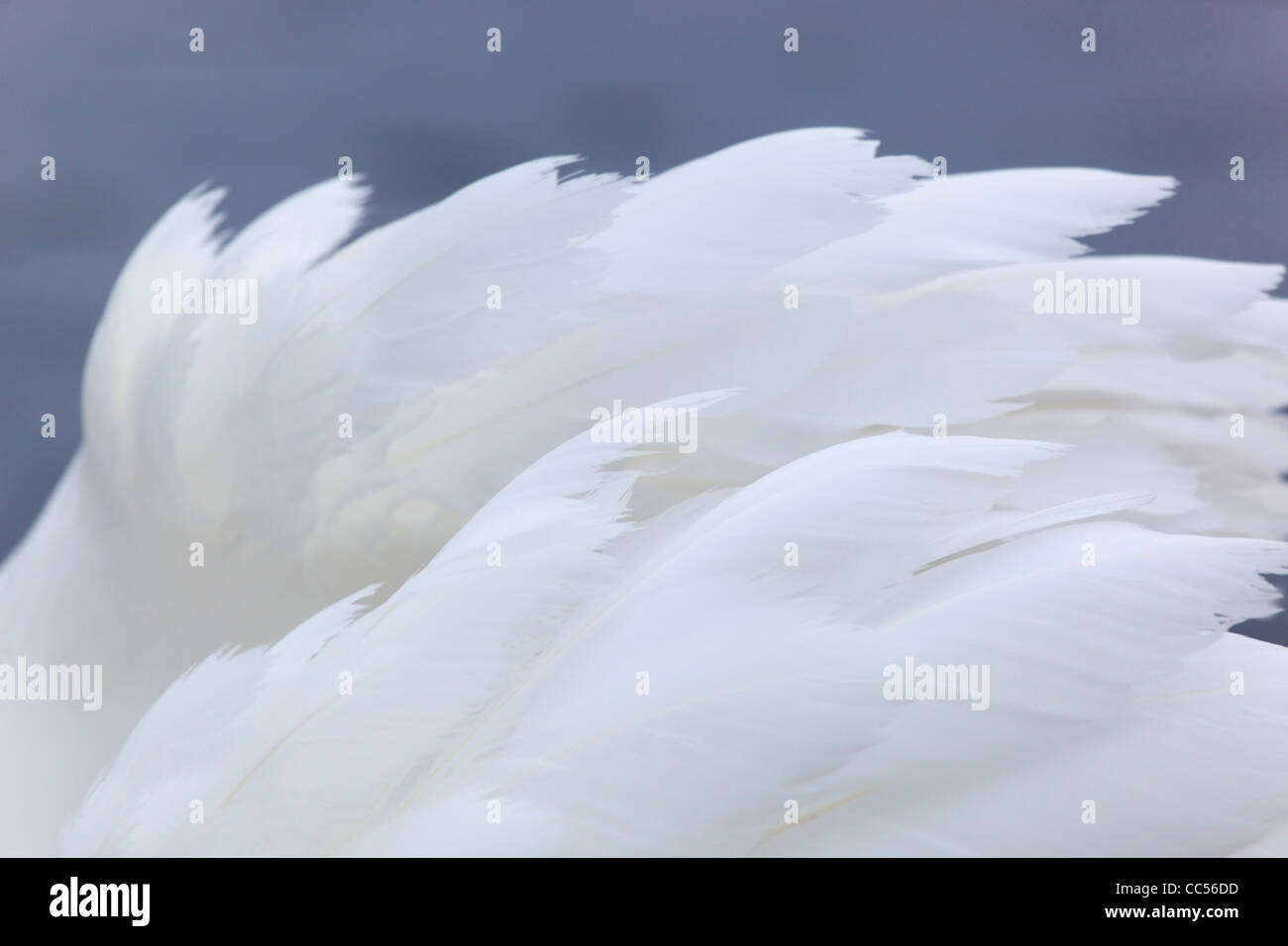Cisne; Cygnus olor; Feather detalle; UK Foto de stock
