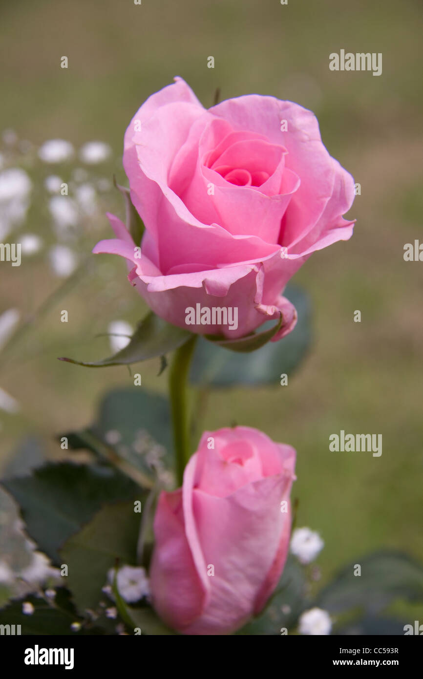 Rosas rosadas Foto de stock