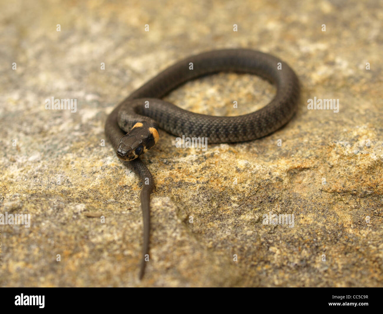 El césped joven serpiente sobre una piedra / Natrix natrix / junge Ringelnatter auf einem Stein Foto de stock
