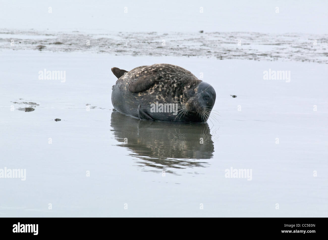 Una Junta del Puerto (Phoca vitulina) descansando en las mareas barro en Elkhorn Slough, el Condado de Monterey, California. Foto de stock