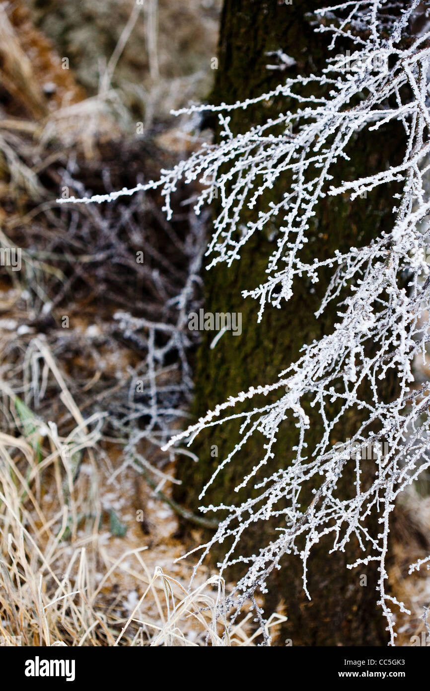 Ice-bordearon los arbustos, MONTAÑAS WULING, Beijing, China Foto de stock