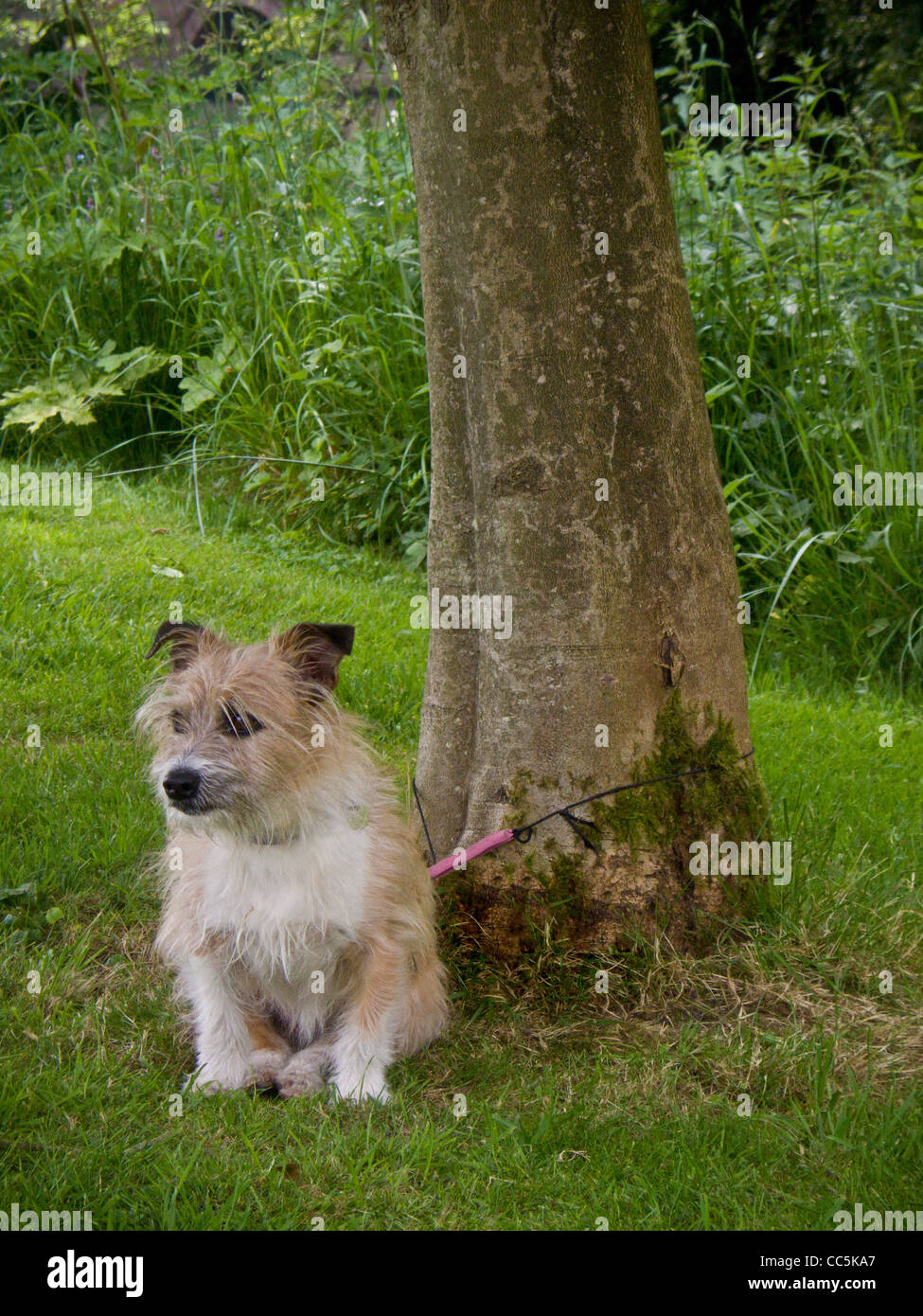 Pequeño perro tipo terrier de pelo de alambre atado a un árbol en un parque de York esperando a que su dueño regrese. Foto de stock