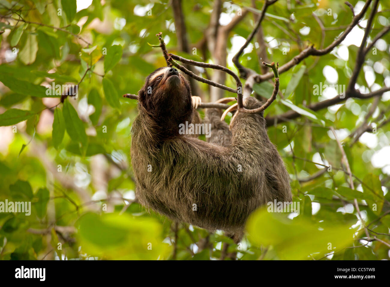 Perezoso de tres dedos (Bradypus variegatus) en el Parque Nacional Cahuita, Cahuita, Costa Caribe, Costa Rica, Centroamérica Foto de stock