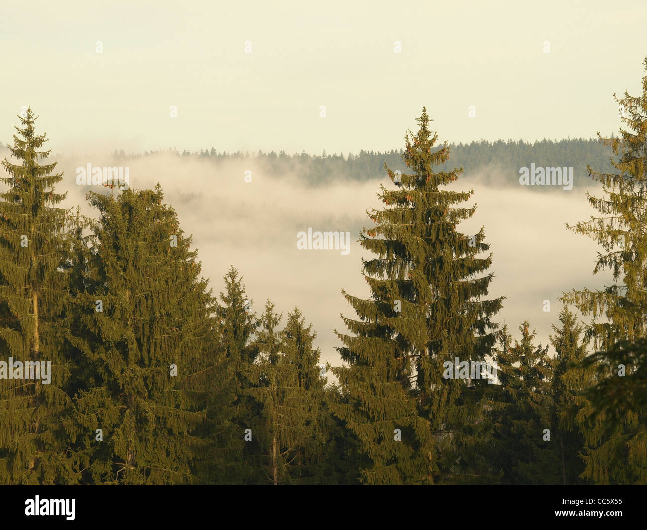 La madera envuelta en niebla matutina / Wald en Morgen - Nebel gehüllt Foto de stock