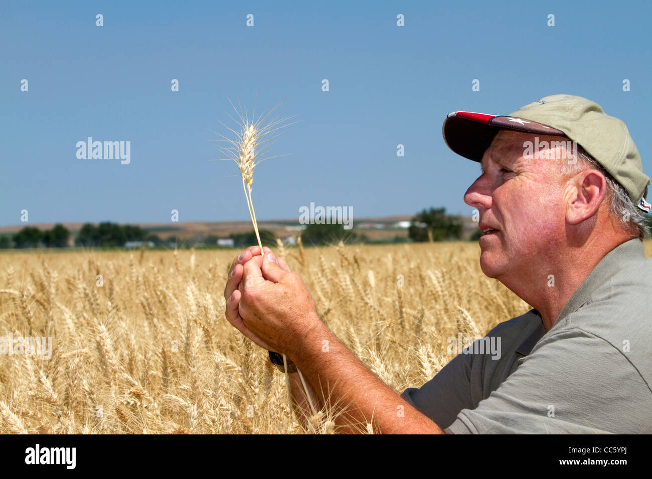 Comprobación de agricultor cosecha de trigo para la cosecha en el condado de Canyon, Idaho, USA. Señor Foto de stock