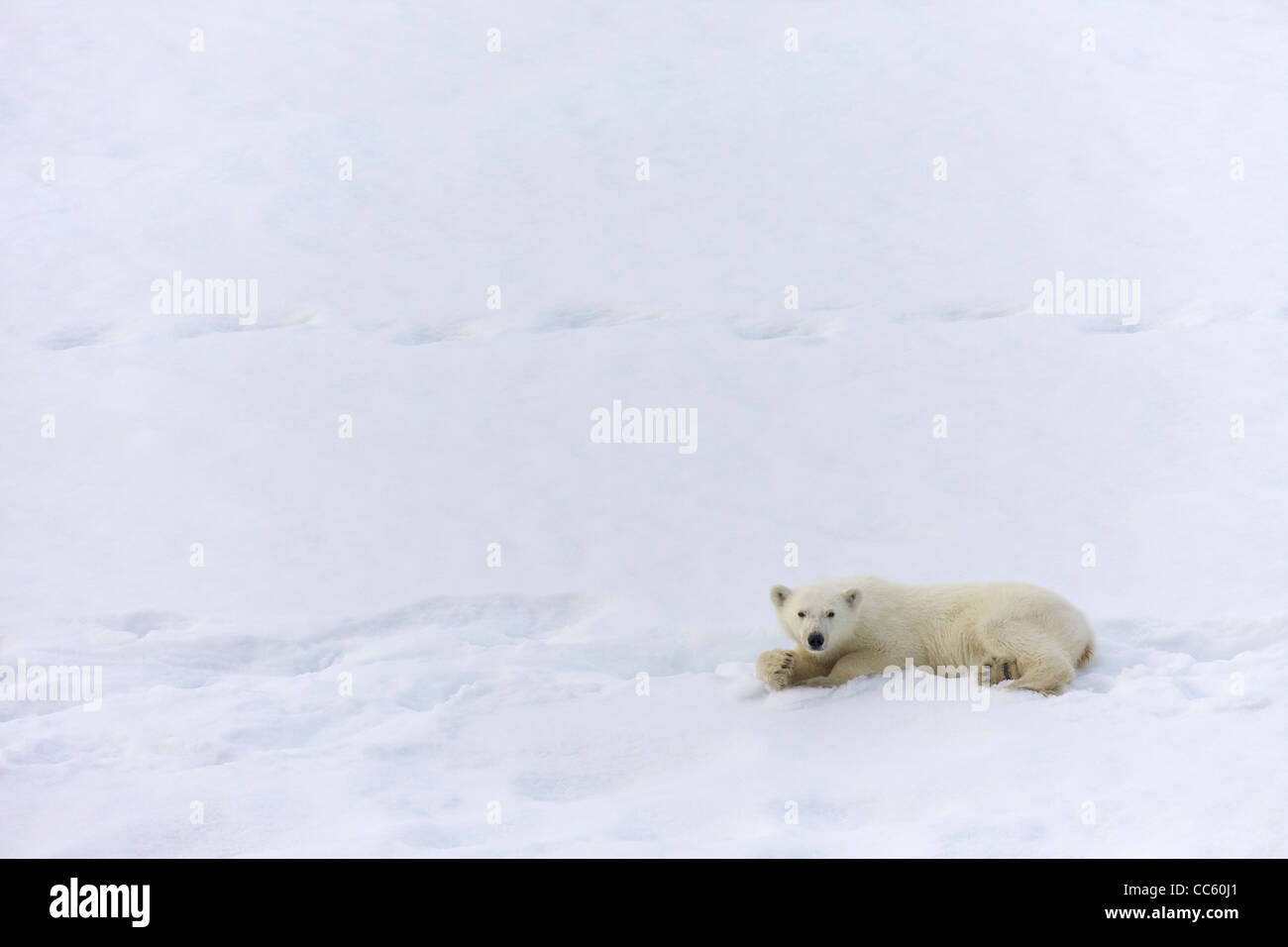 18-month-old osezno polar descansando en la nieve, Spitzbergen, Svalbard, Noruega del ártico, Europa Foto de stock