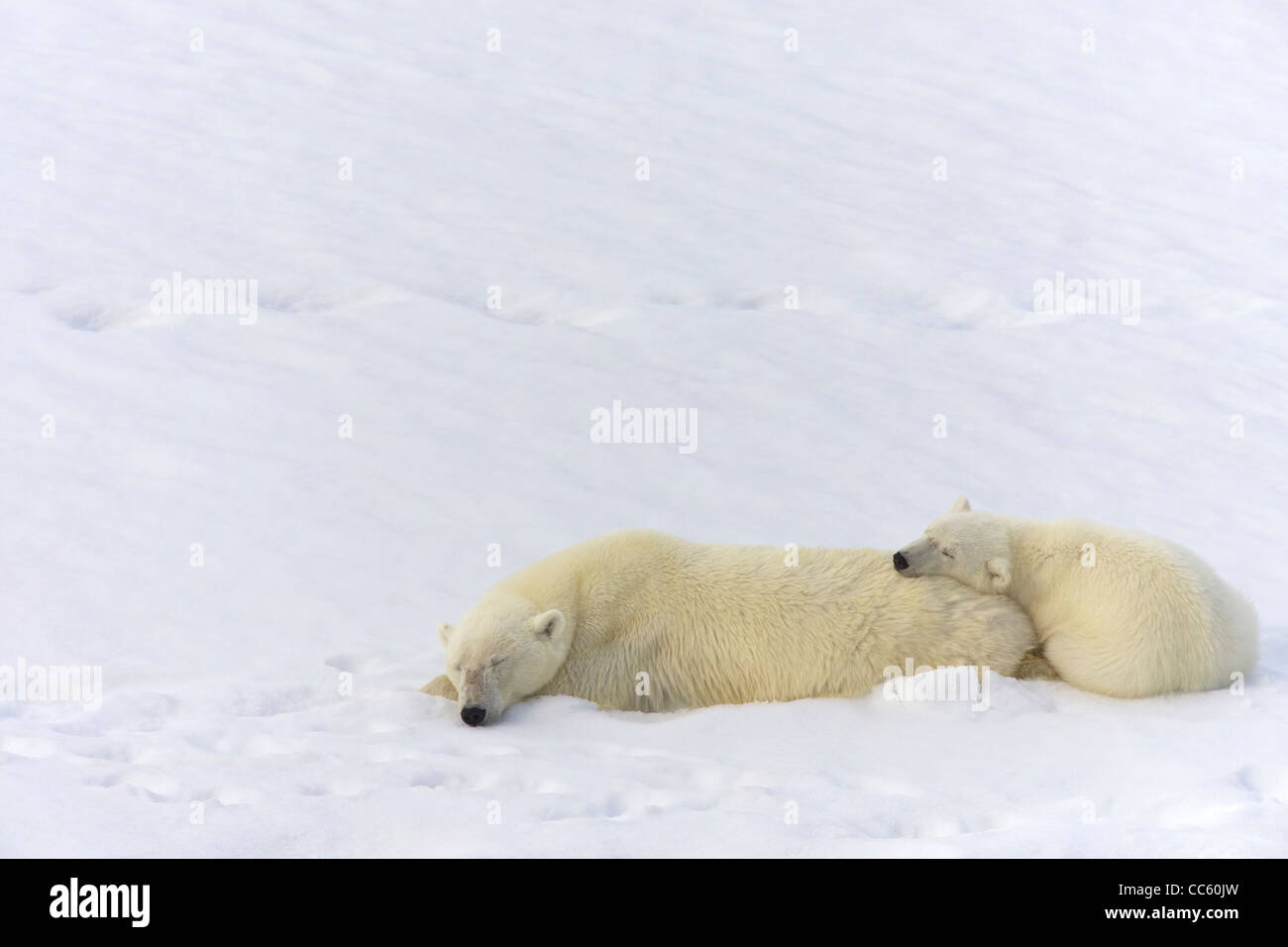 Oso Polar hembra y 18-month-old cub durmiendo en la nieve, Spitzbergen, Svalbard, Noruega del ártico, Europa Foto de stock