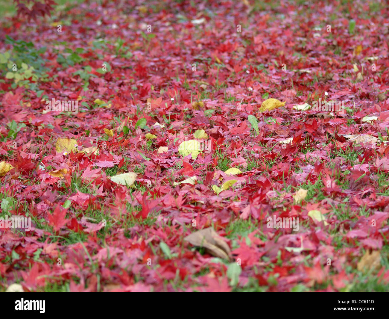 Caído hojas de arce en otoño / abgefallene Ahornblätter im Herbst Foto de stock