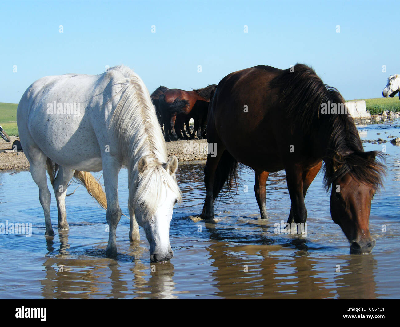 El pastoreo libre de caballos mongoles, East Ujimqin Banner, Xilin Gol Liga, Mongolia Interior. Foto de stock